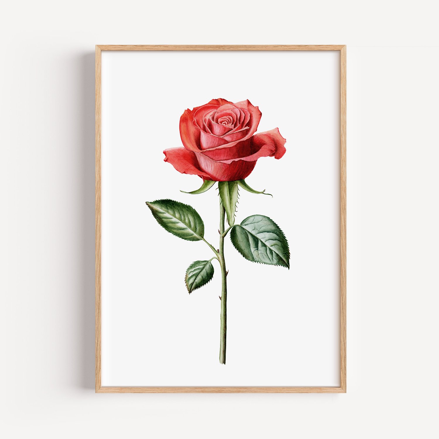 Lámina botánica de rosa roja en acuarela | Silícula