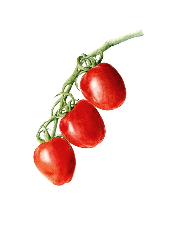 Tomates cherry — Lámina botánica en acuarela DIN A5
