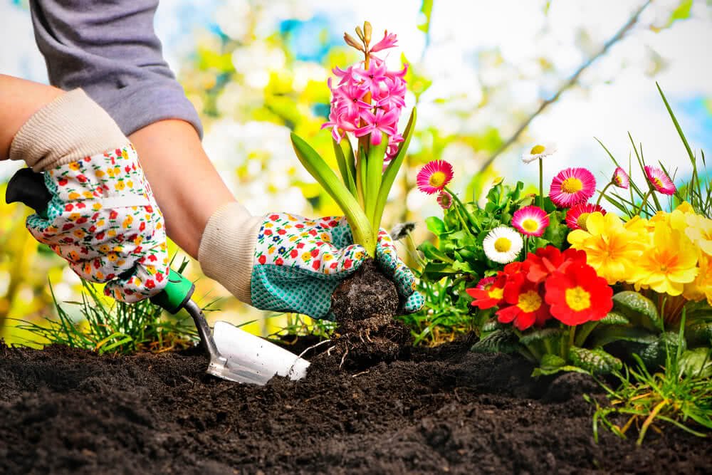 Top tips every beginner gardener should know