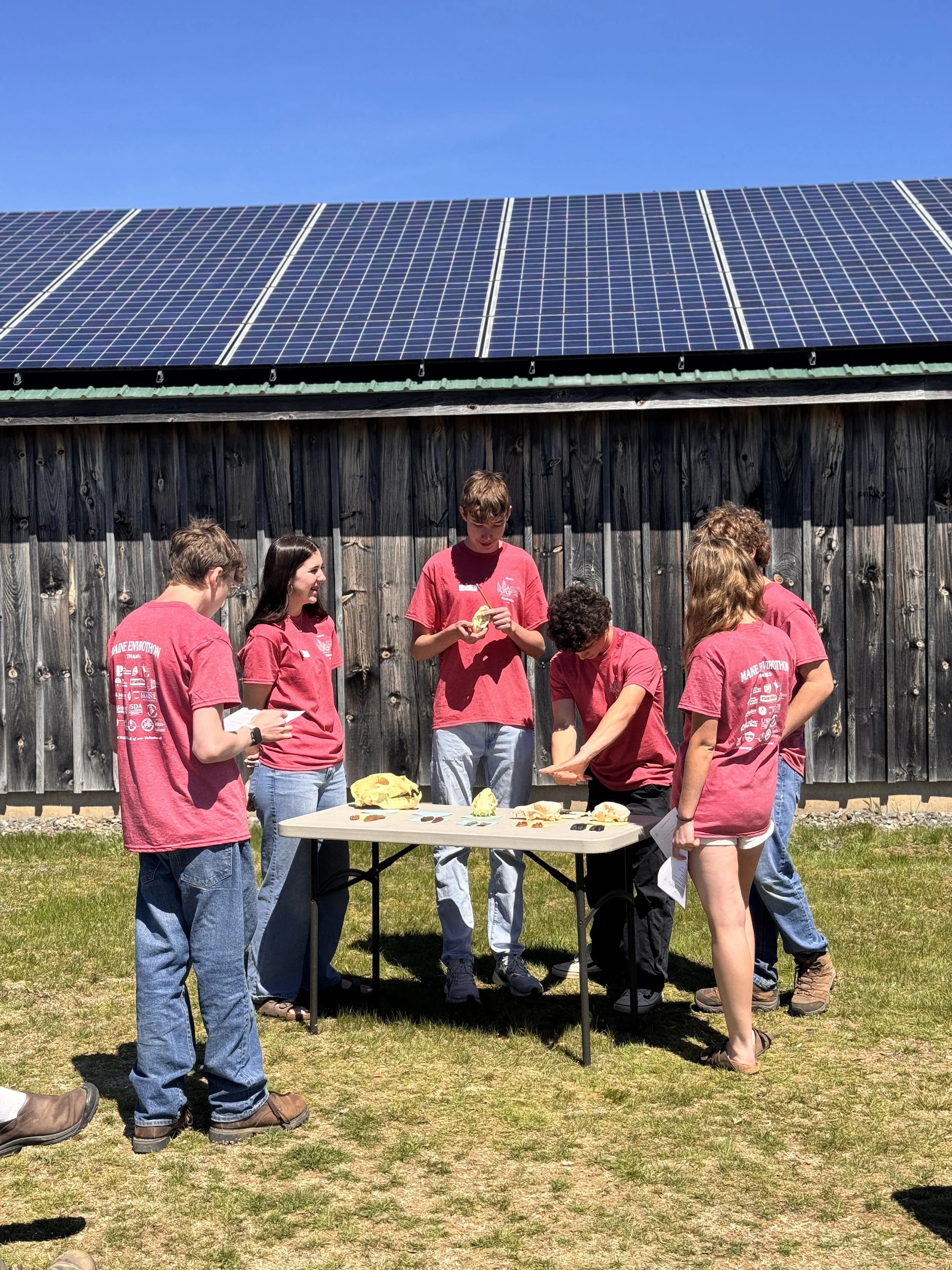Students at the Midcoast event identifying skulls for the Wildlife rotation.