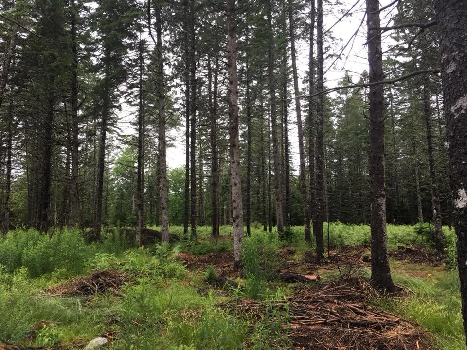 Law Woodlot.jpg