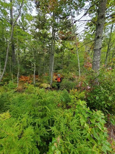 Bailey Woodlot.jpg