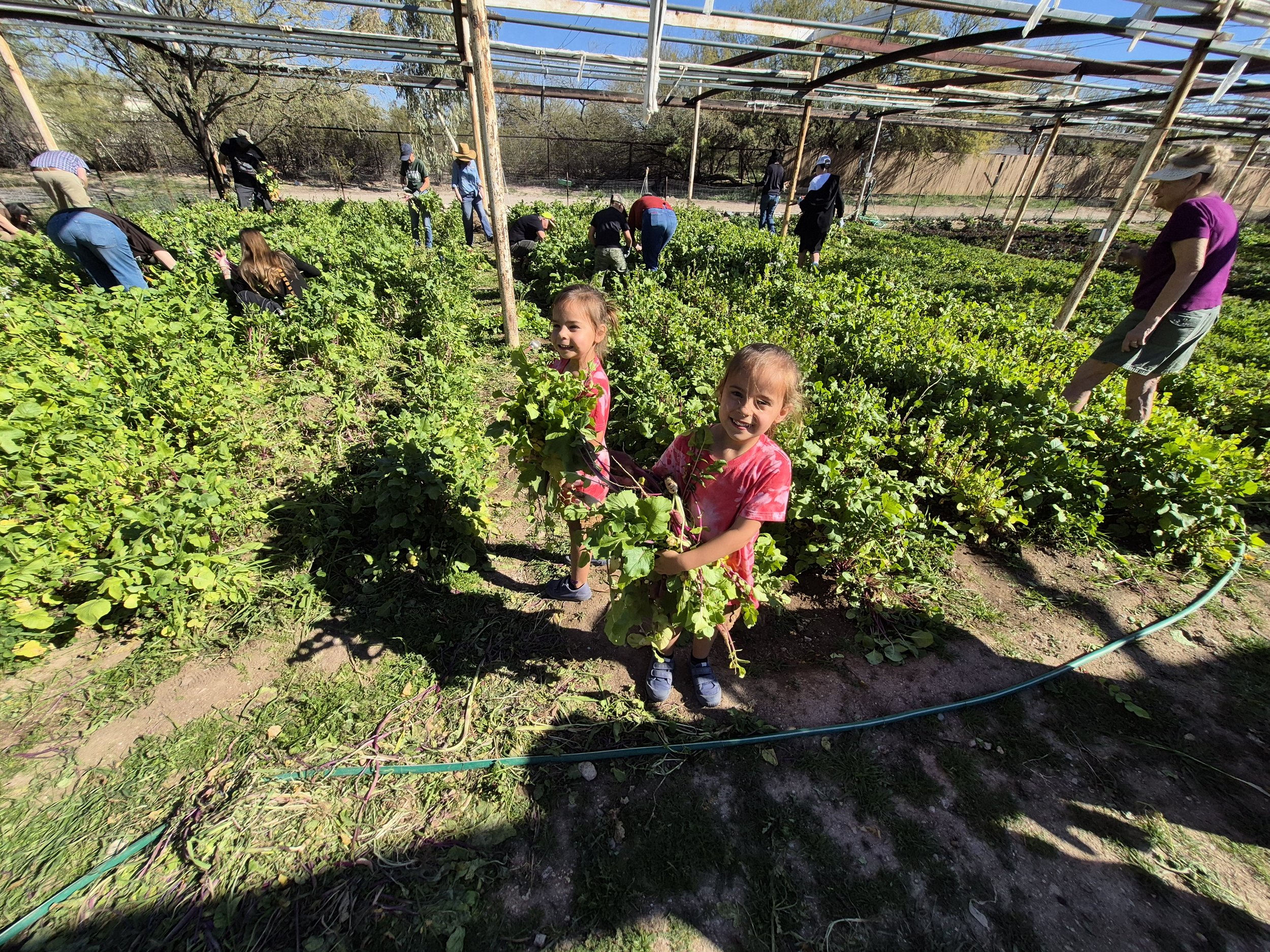 Picking greens at Felicia's Farm to be shared with organizations throughout Arizona.