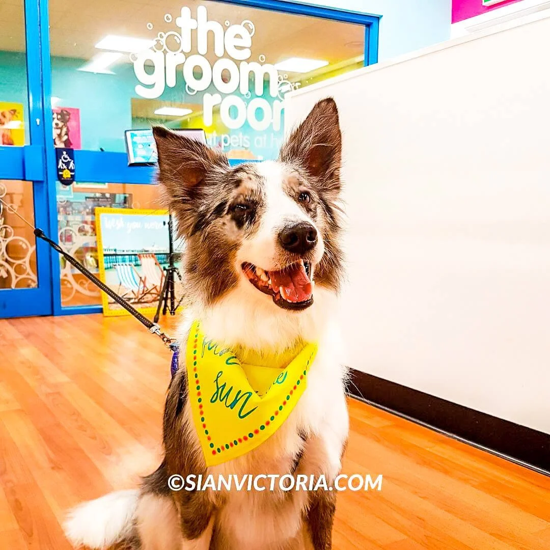 Dog Groomer Jodies Groom Room Cat Grooming The Groom Room Pets At