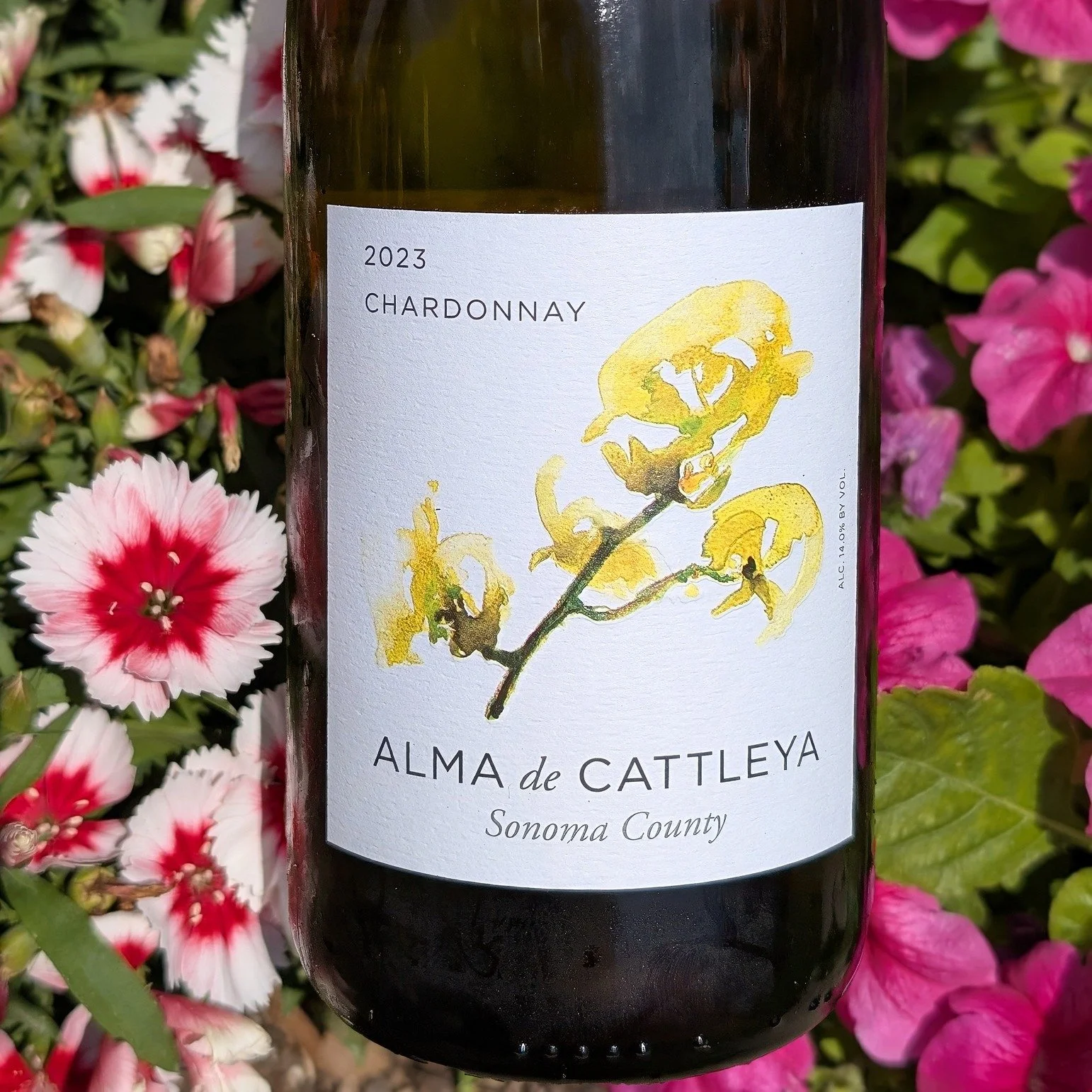 Alma de Cattleya wines represent the unique terroir of Northern California, embodying the unquestionable allure and beauty of Sonoma County. With its amazing number of microclimates, soil conditions, and distinct geographies, the region is conducive 