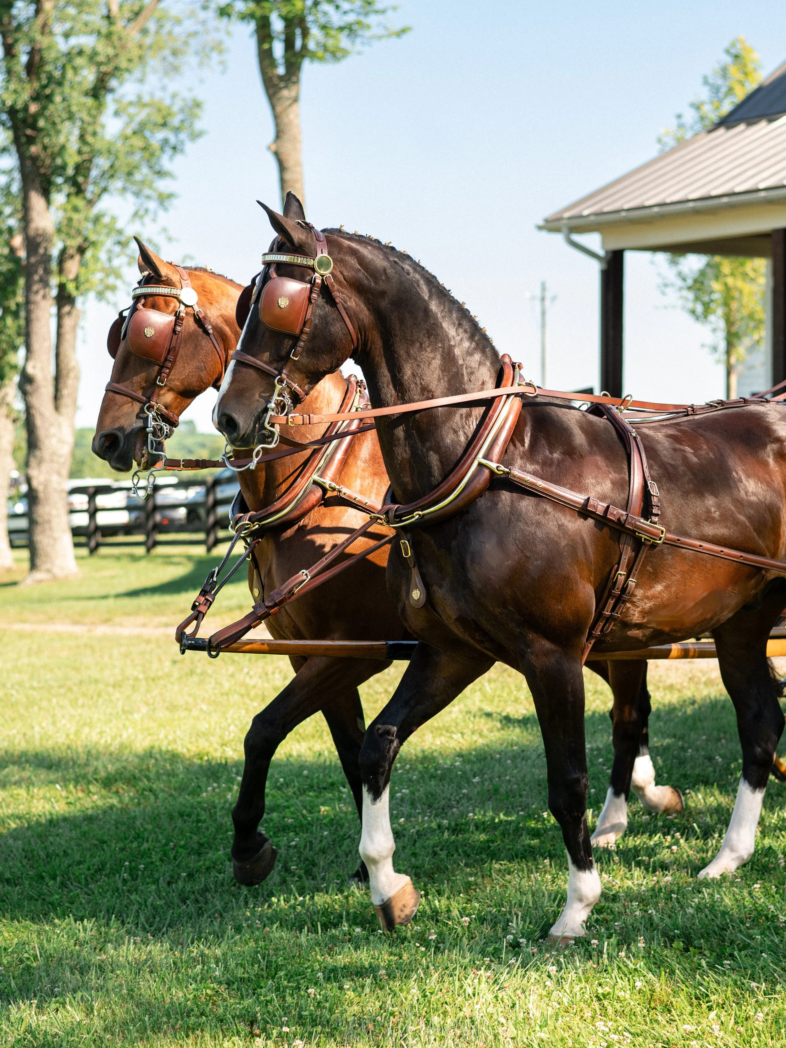 World class horse carriage for Paris KY wedding