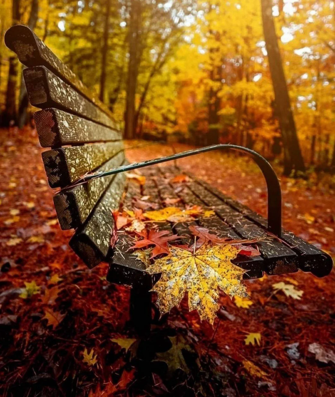 🍂&quot;Hey Burroughs Mill Family ~ sweater weather is calling out to us. Grab your favorite drink, enjoy the fall colors and soak in those autumn vibes all around the community.🍂
#FallColors #FallFeels2025 #BurroughsMill #NJApartmentHomes #LoveWher