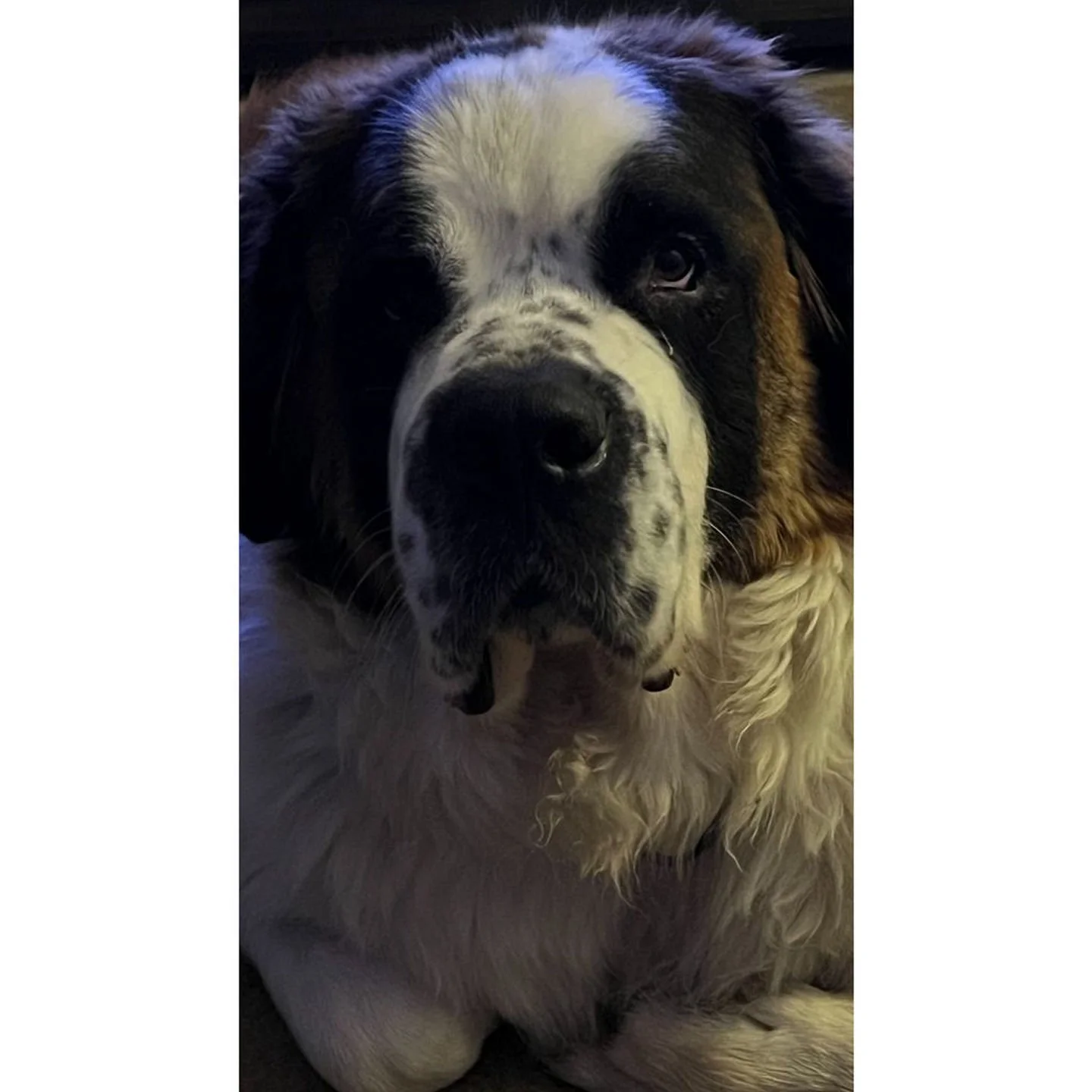 🐶BM Family, Max is on the hunt for Furbaby Mommy or Daddy's that doesn't pick-up after their Furbabies!!! This act just simply is not nice and if caught on camera will be accompanied with a fine directly to your account. Thank you so much all for yo