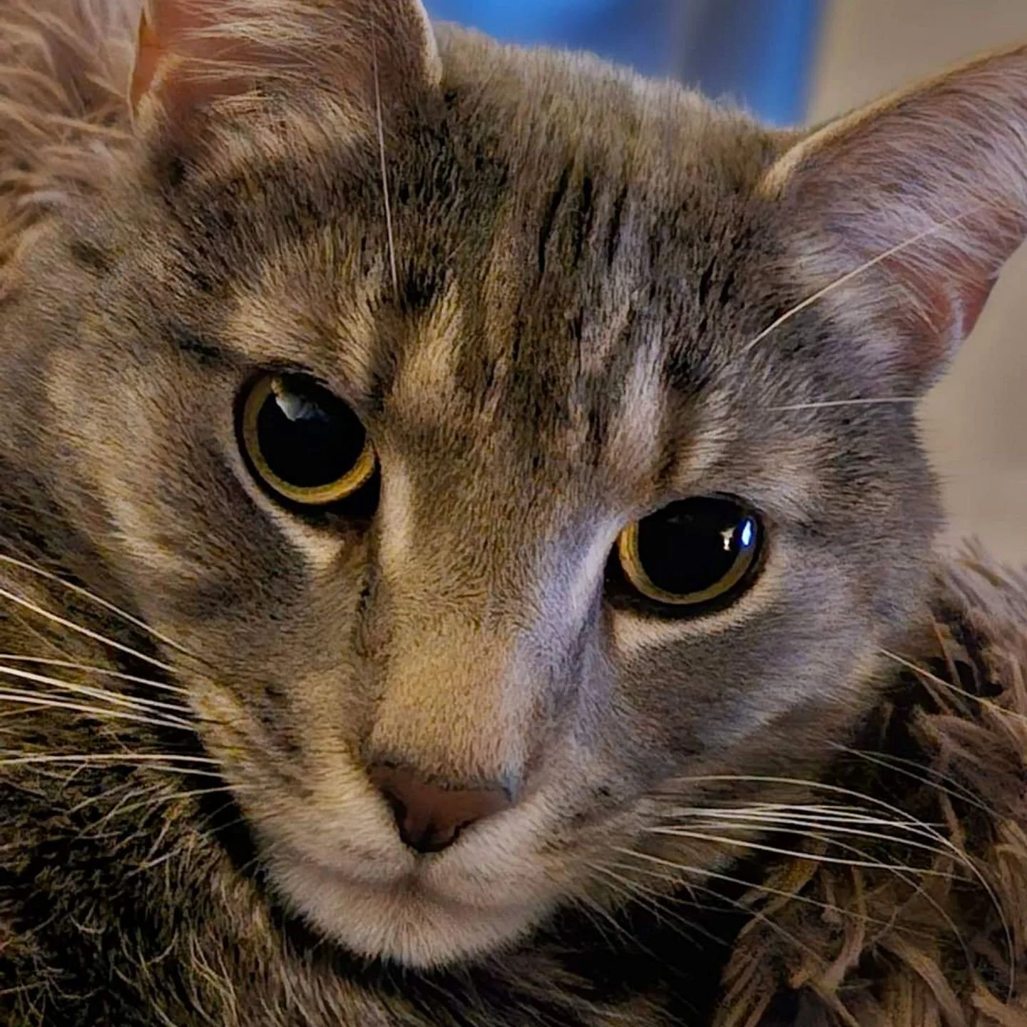 At Burroughs Mill, we don't just allow pets ~ we welcome them🐾!!! Furry friends are always part of the family here...
#FurBabies #Kindness #BeKind #NowLeasing #Renting #February2026 #PayItForward #BurroughsMill #LoveWhereYouLive #CherryHillNj #Behin