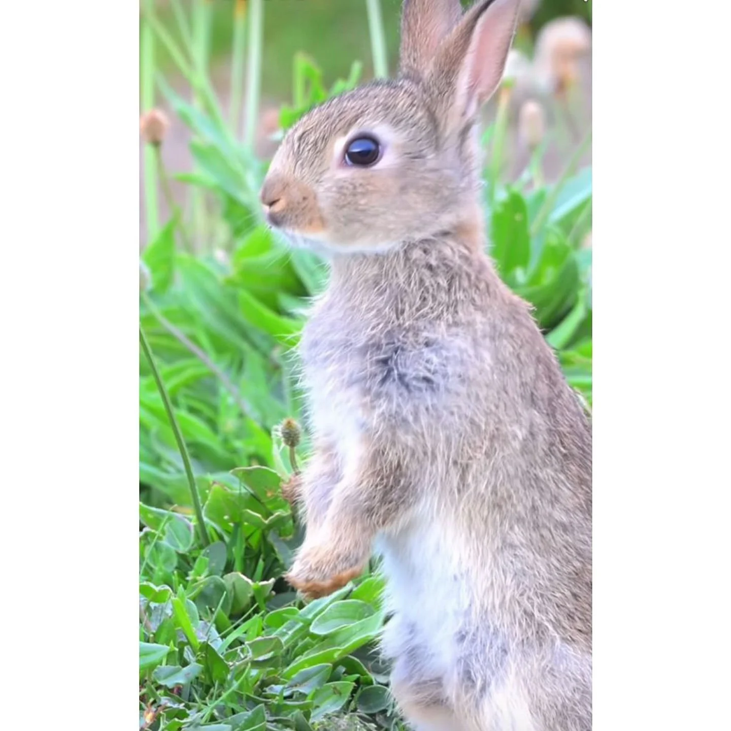 🪻FIRST DAY OF SPRING ~ BM FAMILY🪻Whoop Whoop looks like we made it🎼🎤🎵
#Spring2026 #LiveBurroughsMill #MakeBurroughsMillYourHome #KindnessFirst #BeKind #BeBrave #NowLeasing #Renting #March2026 #PayItForward #BurroughsMill #LoveWhereYouLive #Cherr