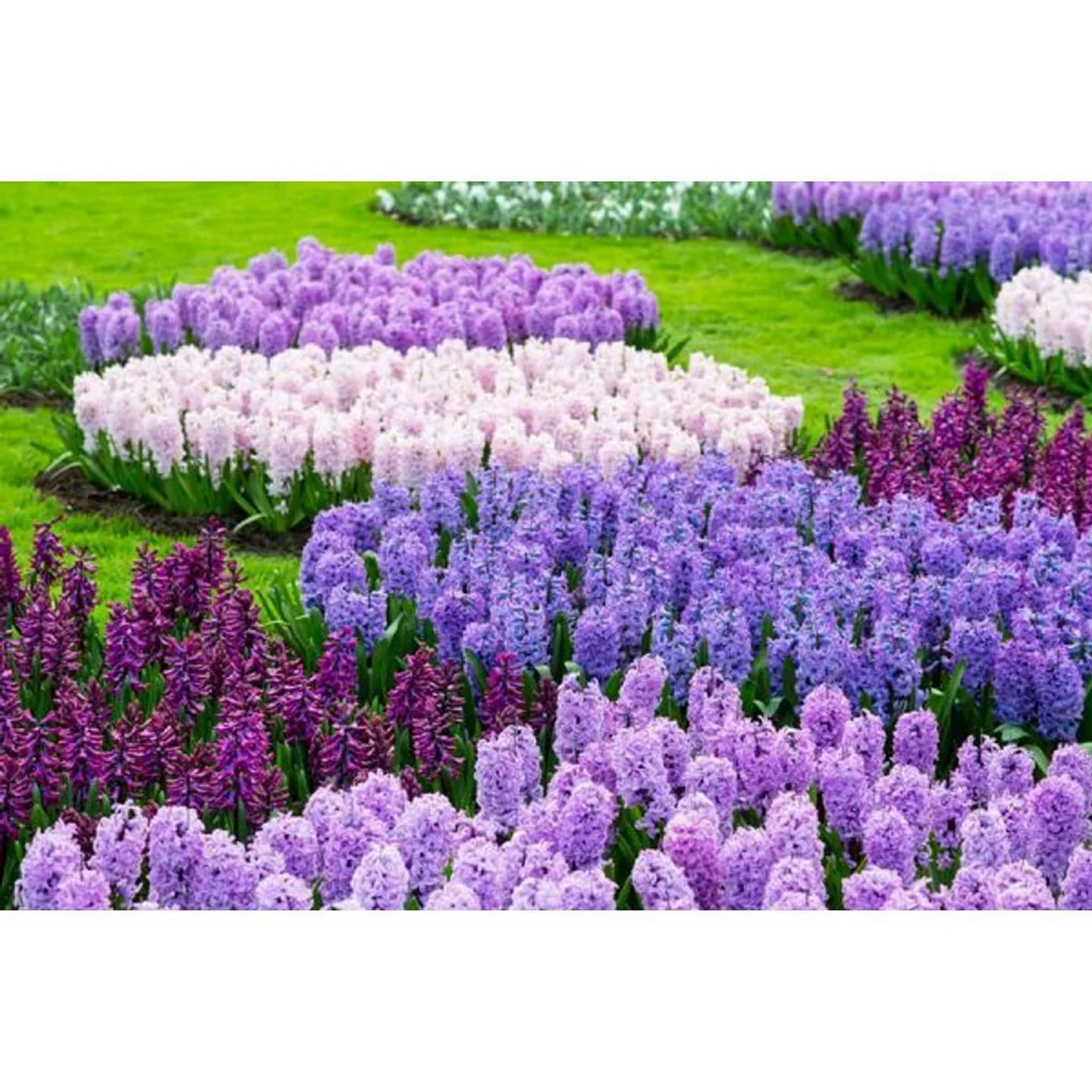 🌷BM Family plant a little happiness🌷Add a pop of color to your space, plant a flower this week. A small touch can make a big difference !!!
#PlantAFlower #PlantATree #LiveBurroughsMill.Com #MakeBurroughsMillYourHome #KindnessFirst #BeKind #BeBrave 