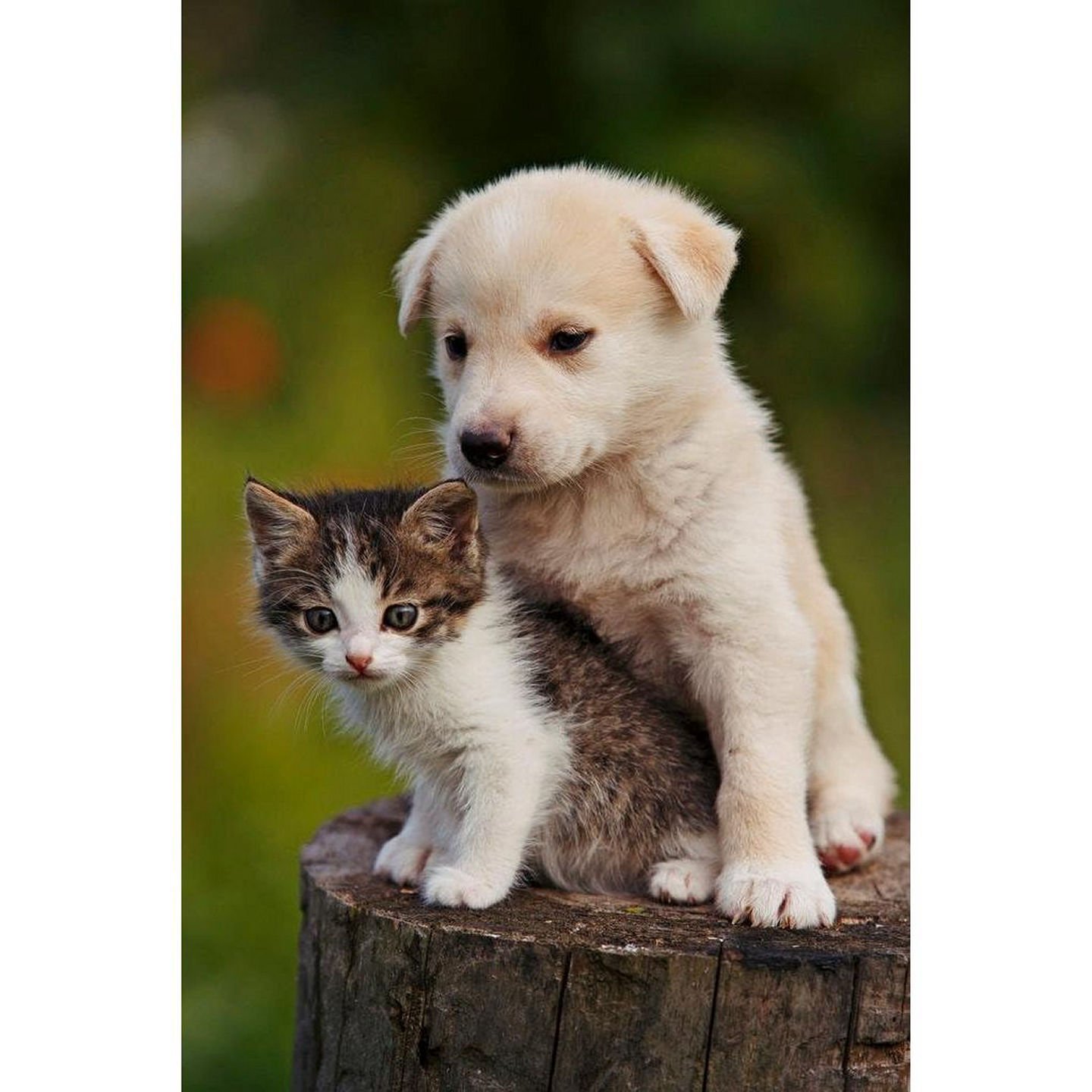 😻In the heart of Cherry Hill NJ, Burroughs Mill is a proud pet-friendly community!!! We be lovin on ourfur babies !!!
#PartyTime #Liveburroughsmill.com #MakeBurroughsMillYourHome #KindnessFirst #BeKind #BeBrave #NowLeasing #Renting #2026 #PayItForwa