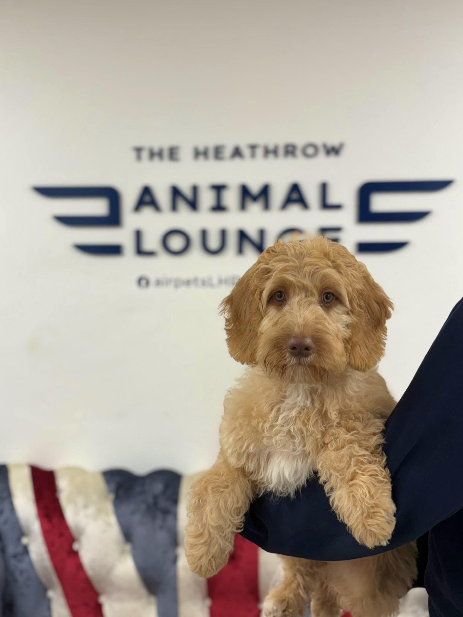 puppyplanworldwideforsale-travelpet