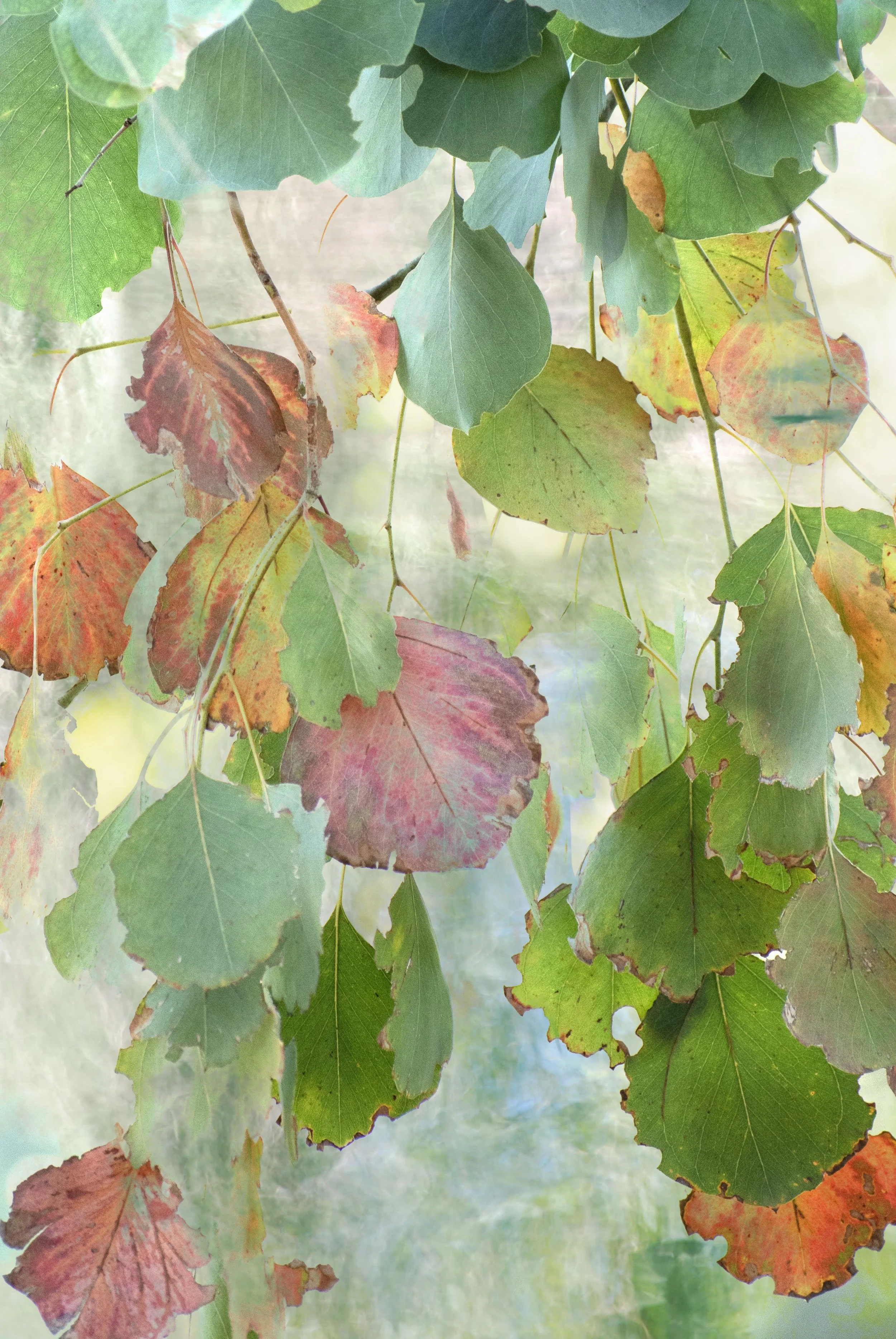 Lake Disney 2 - Copy 7 1 1 1 1 1 1 1 1 1 1 3 1 1 1 - Copy.jpg