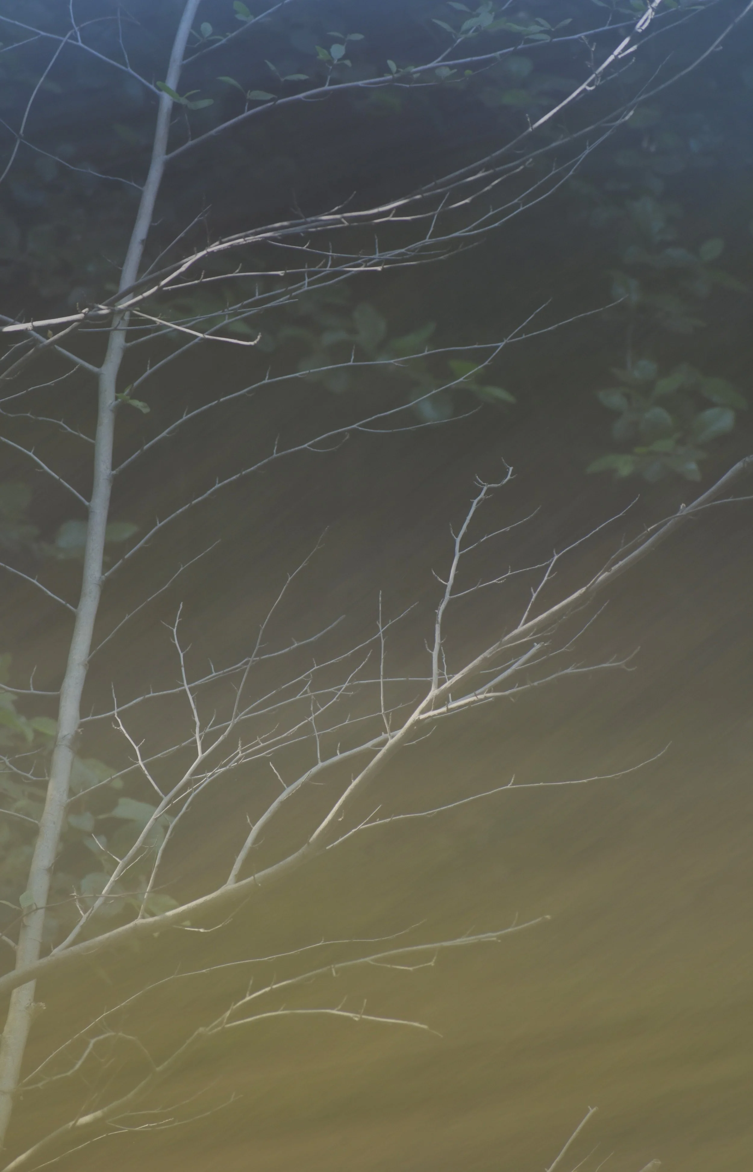 DSC_0111 1 1 - Copy - Copy.jpg