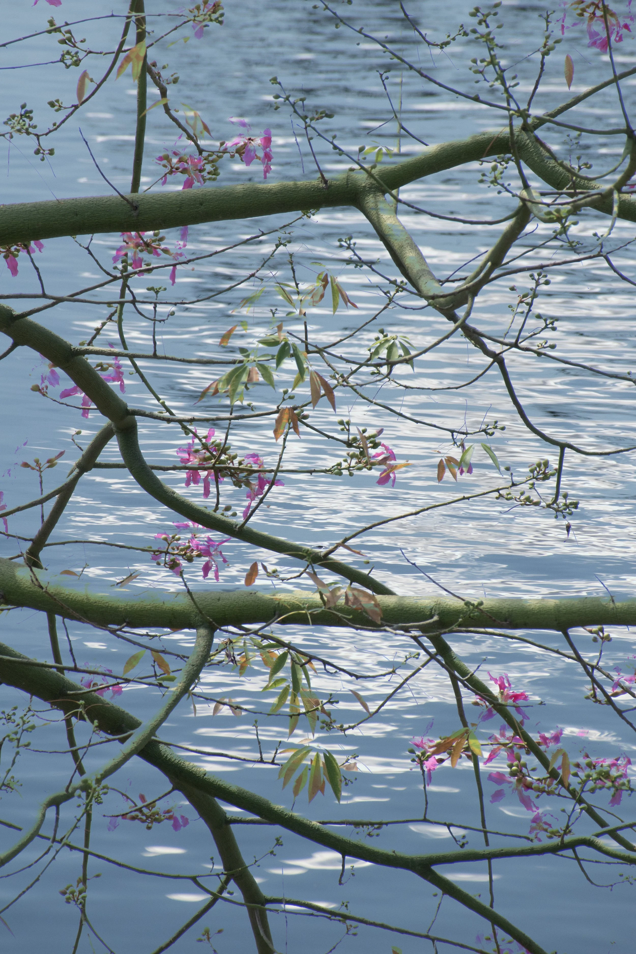 DSC_0233 (2) 13 1 1 - Copy.jpg