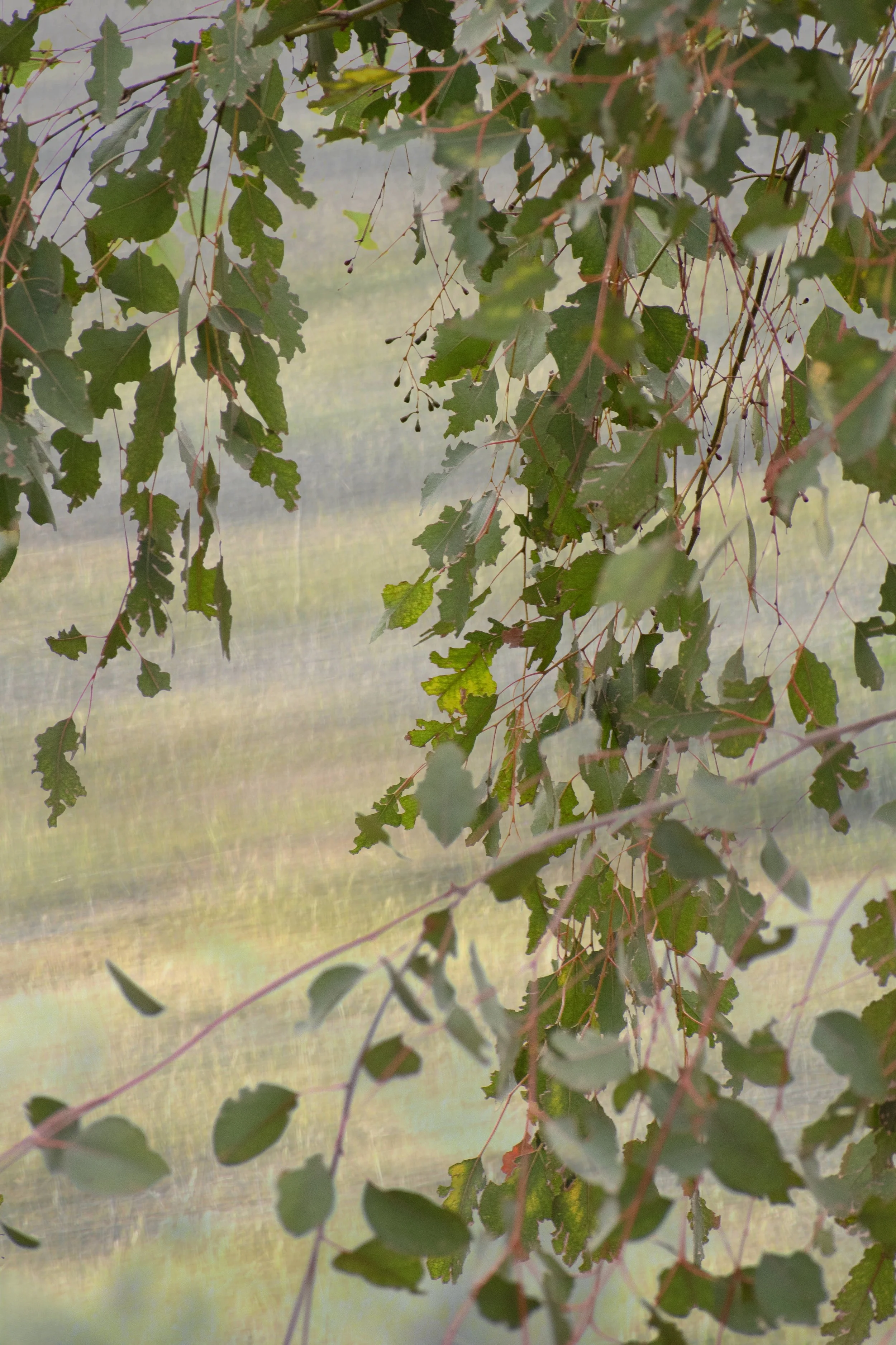 DSC_0226  1 1 1 1 - Copy.jpg