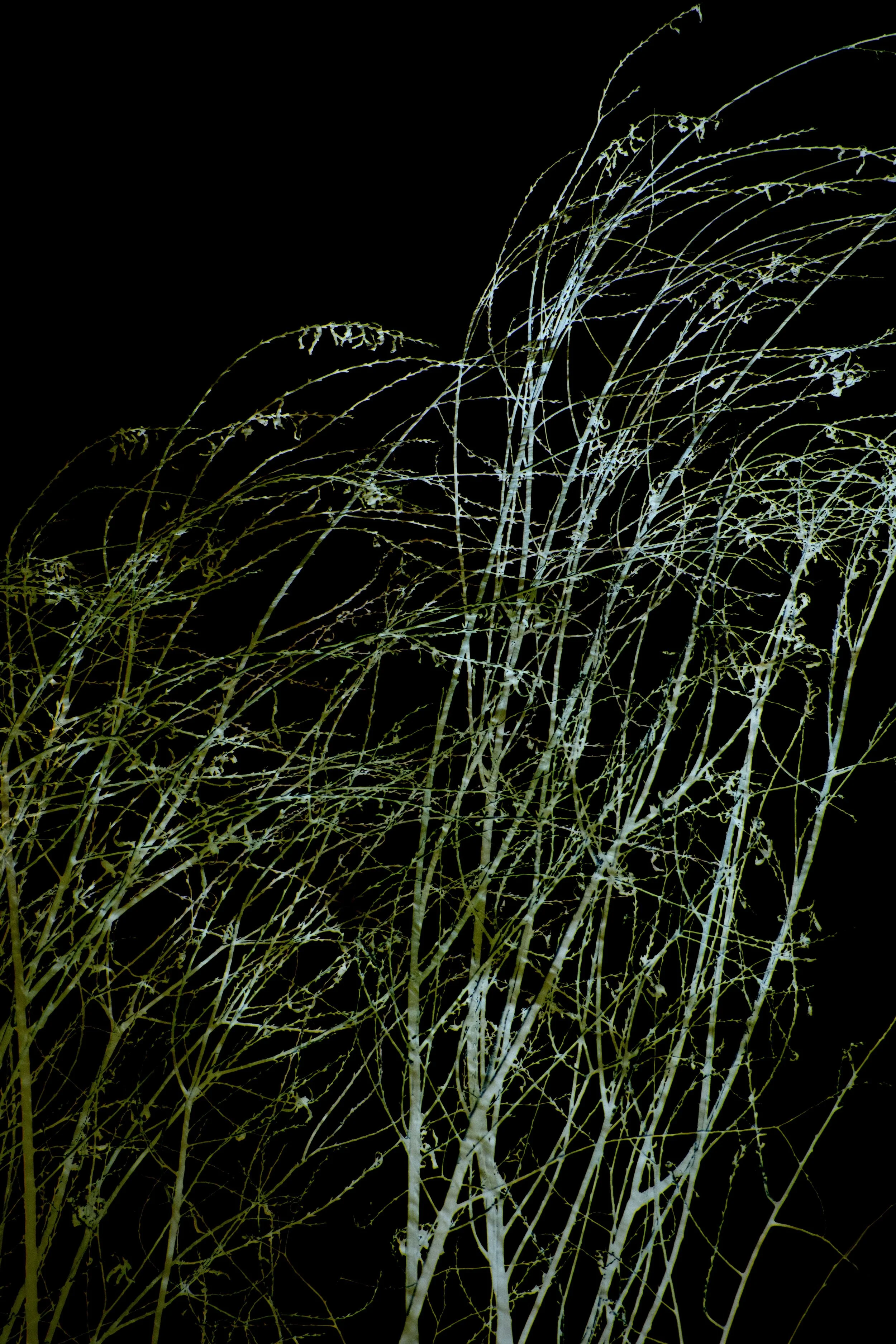 DSC_0229 1 q 1 2 2 2 3 1 1 1 1 1 1 1 1 1 1 1 1 1 - Copy - Copy.jpg