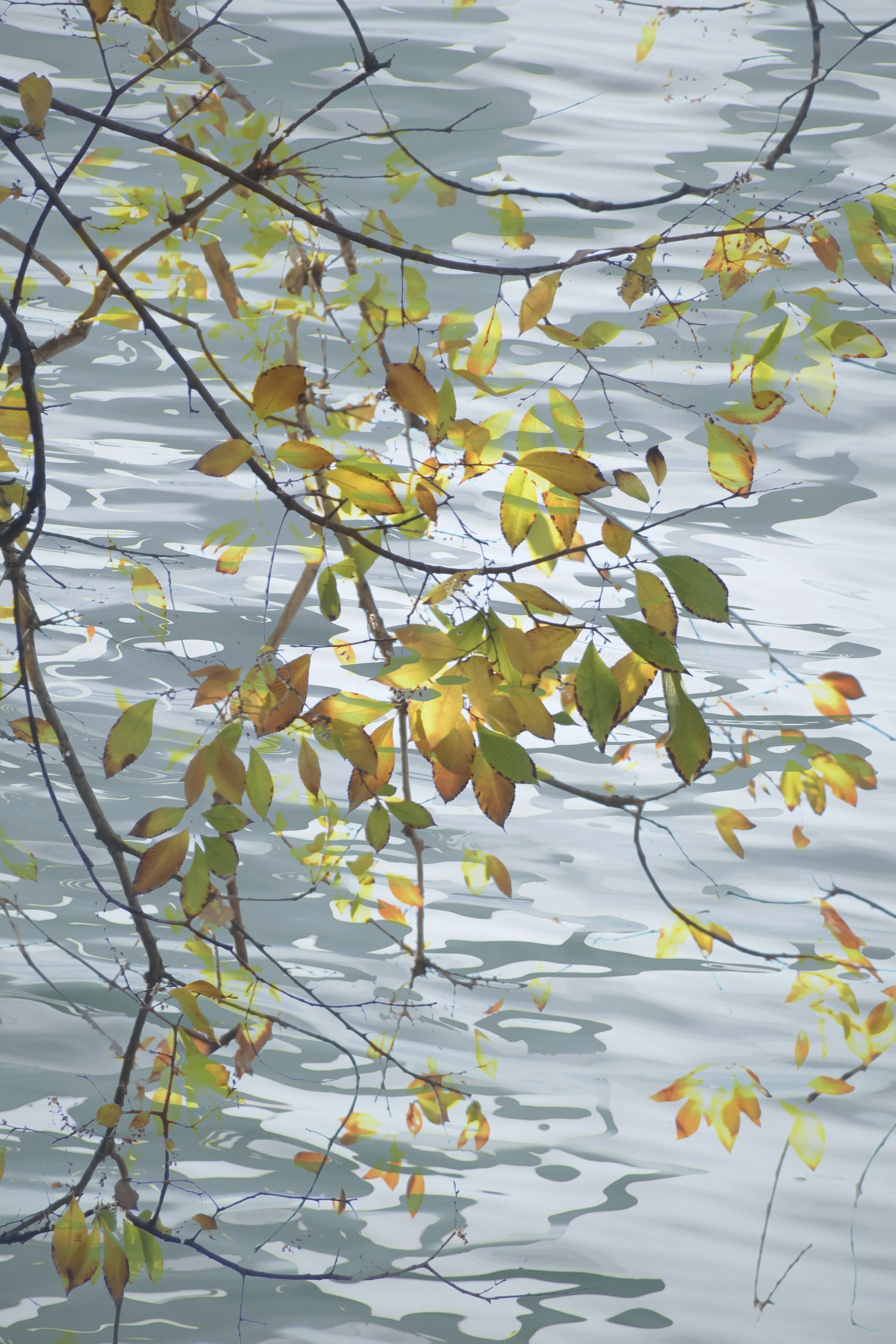 DSC_0016 1 1 1 1 1 1 - Copy.jpeg