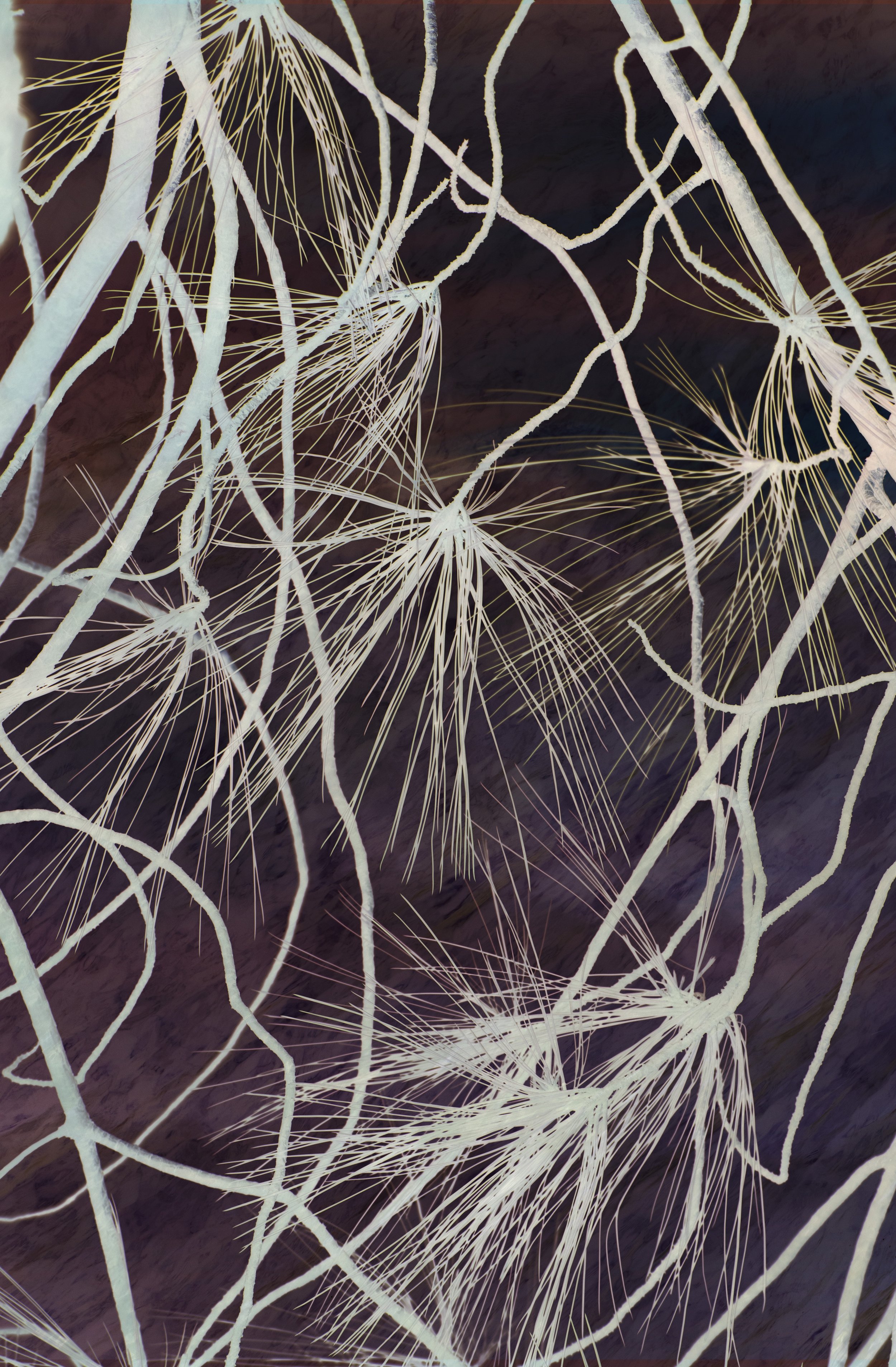 DSC_0172 1 1 1 (2) 1 1 1 1 1 1 1.jpg