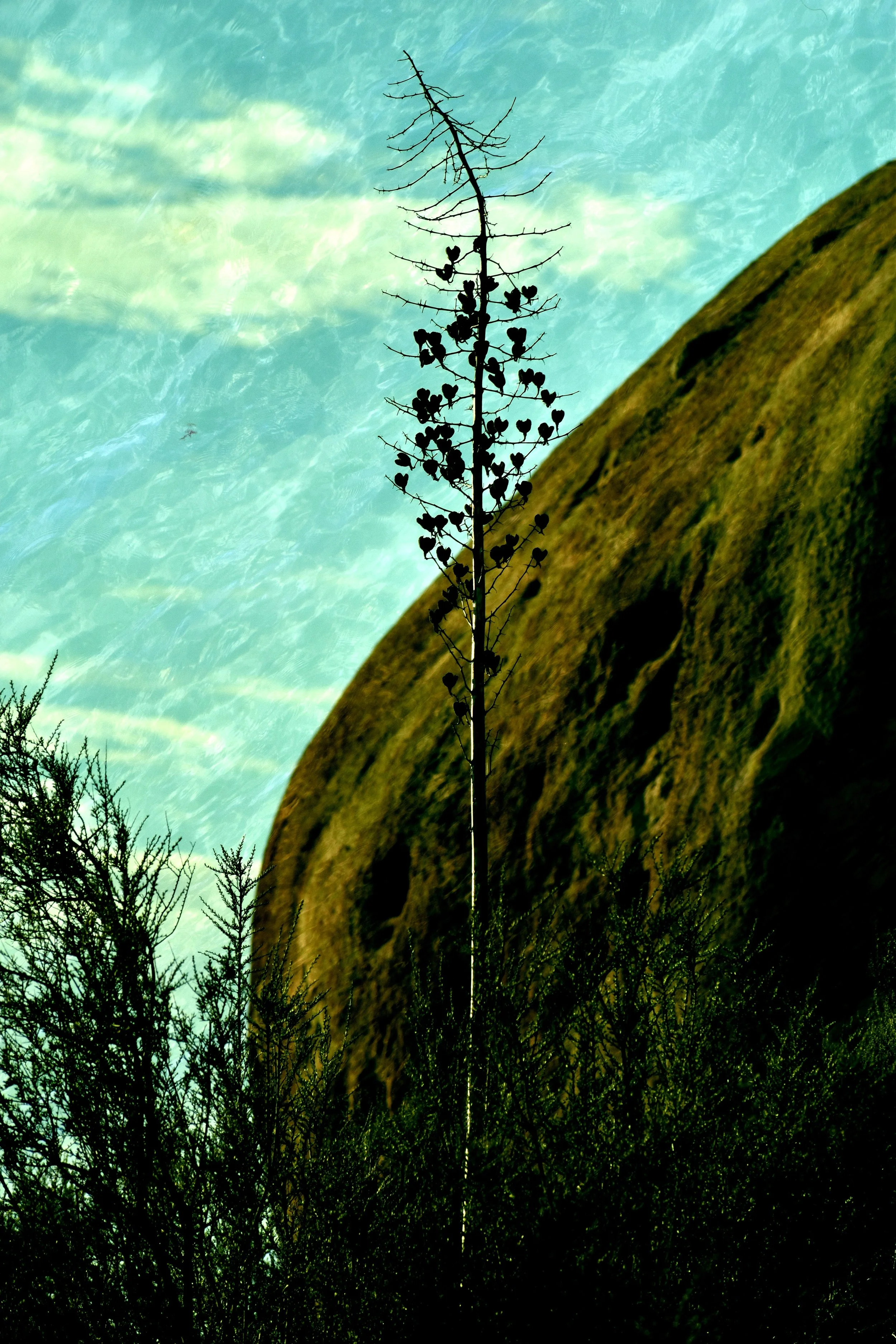 DSC_0095 1 1 1 1 1 - Copy.jpg