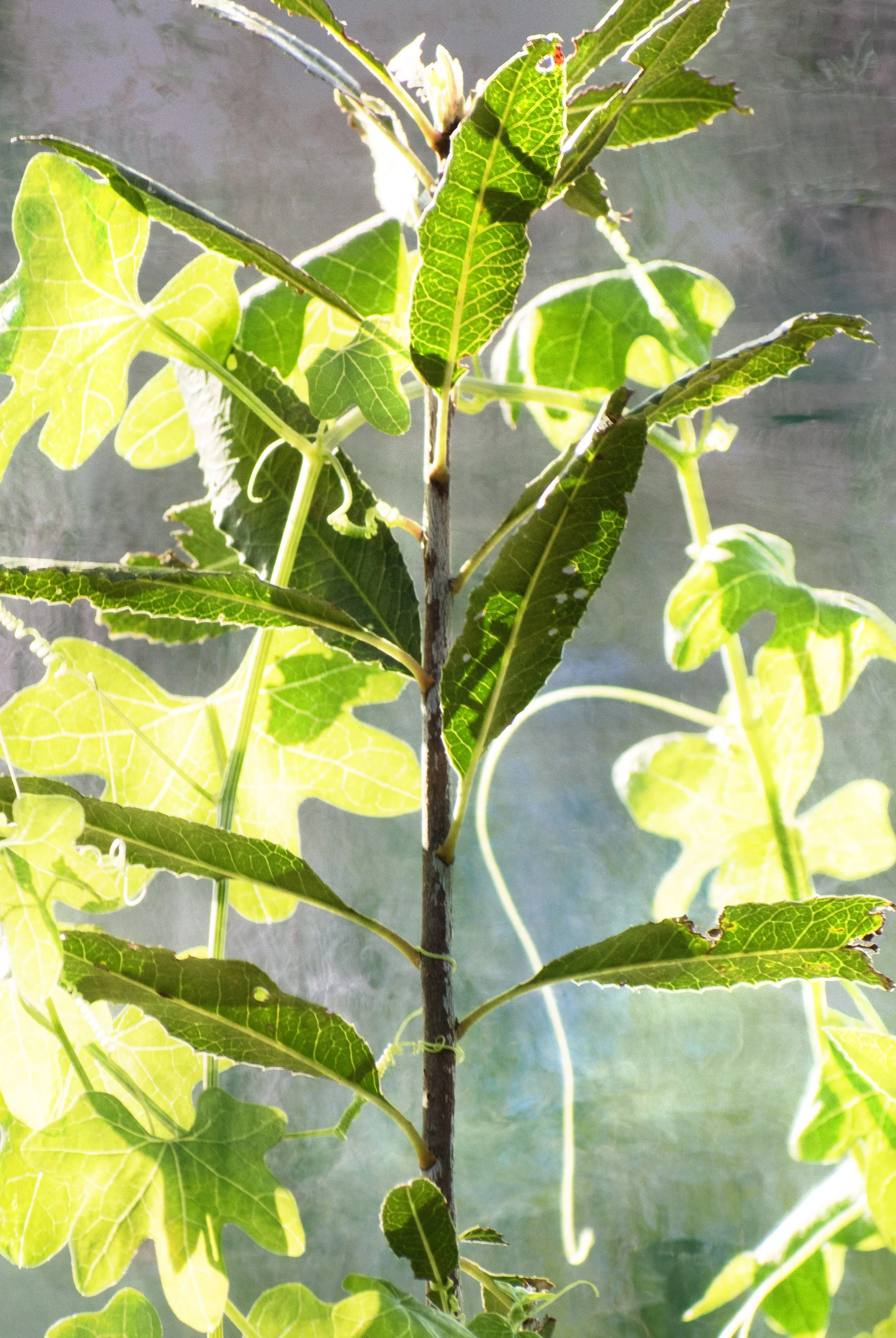 DSC_0518 1 1 1 1 1 1 1 1 1 1 1 1 1 2 1 1 1 1 1 1 1 1 1 5 1 1 2 2.jpg