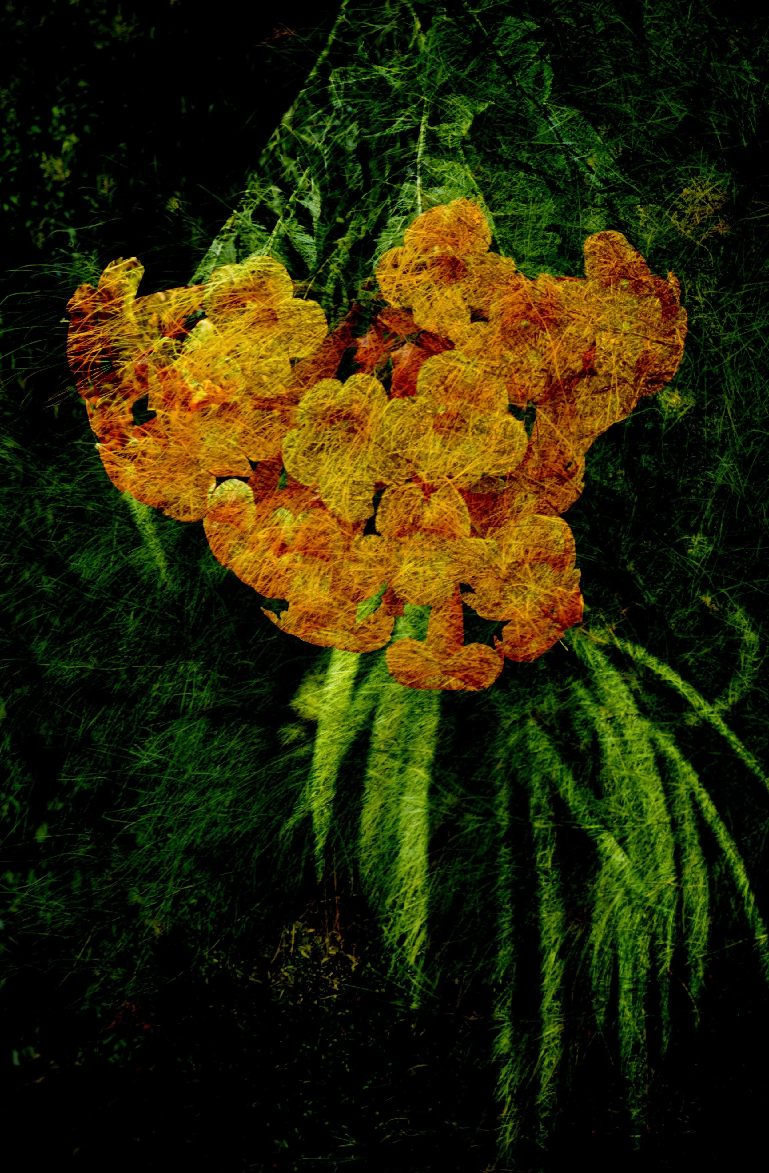 DSC_0551 1 1 - Copy - Copy 1.jpg