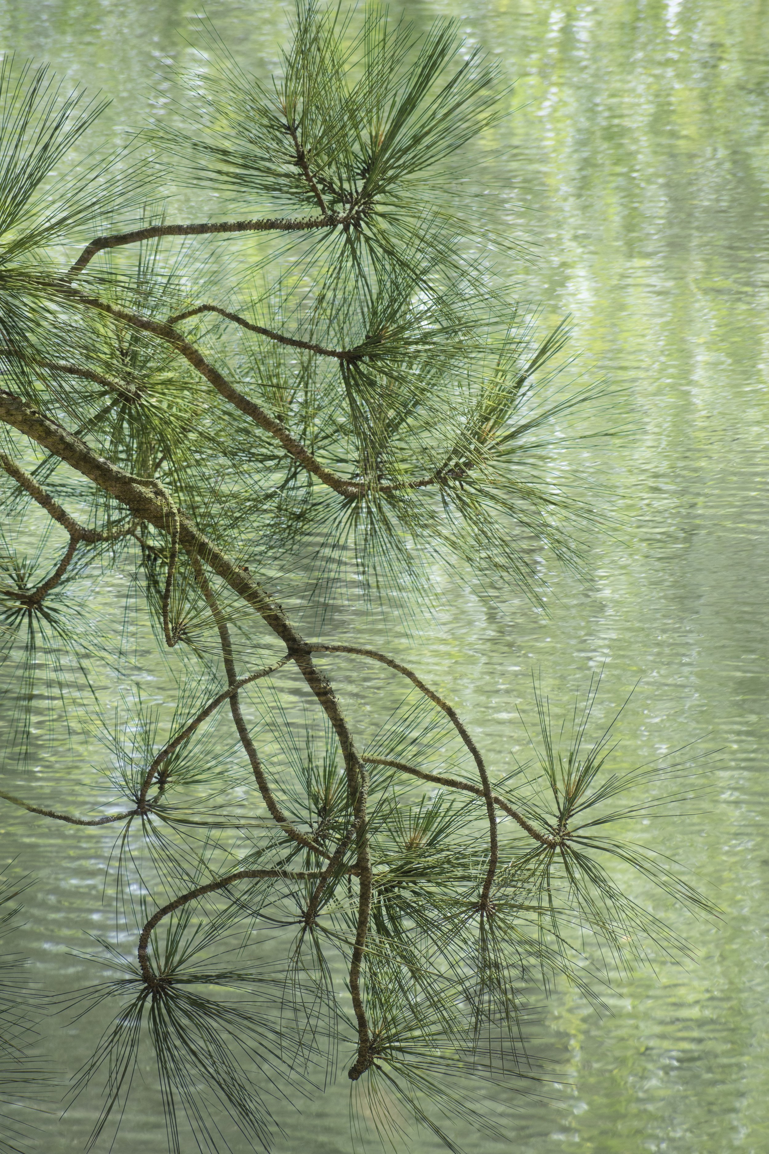 DSC_0885-2 1 1 1 2 1 - Copy.jpg