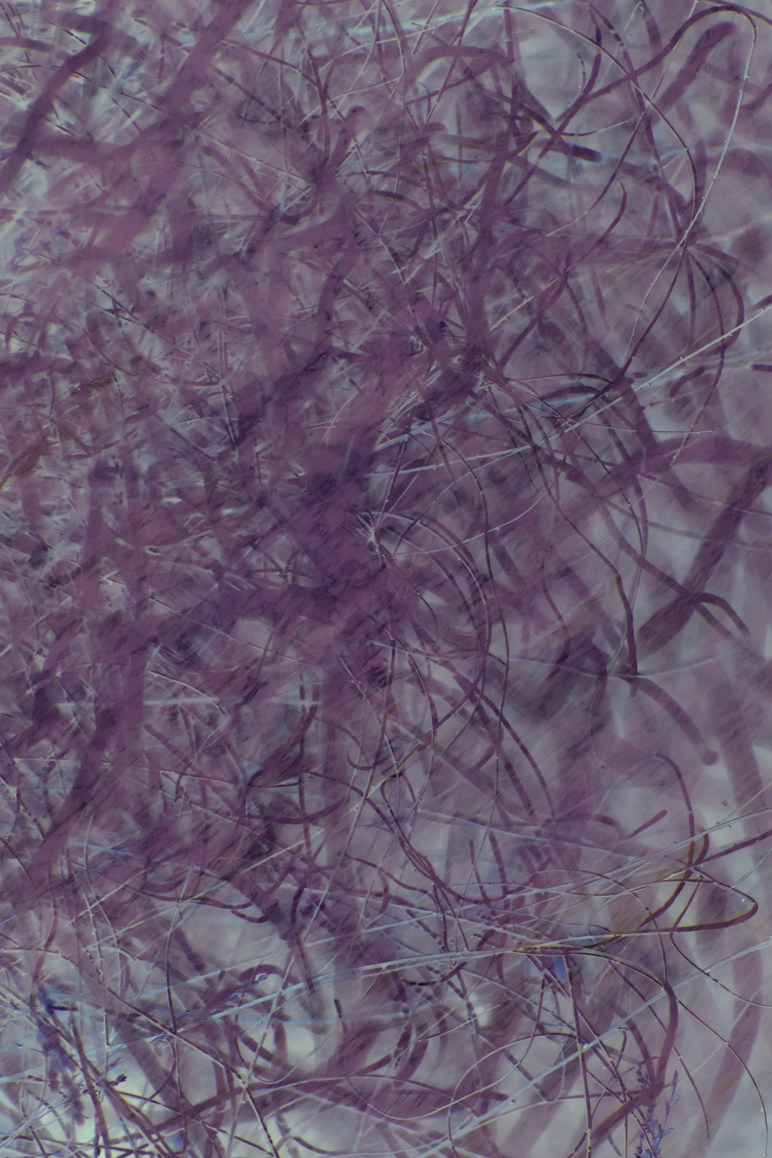 DSC_0132 1 - Copy.jpg