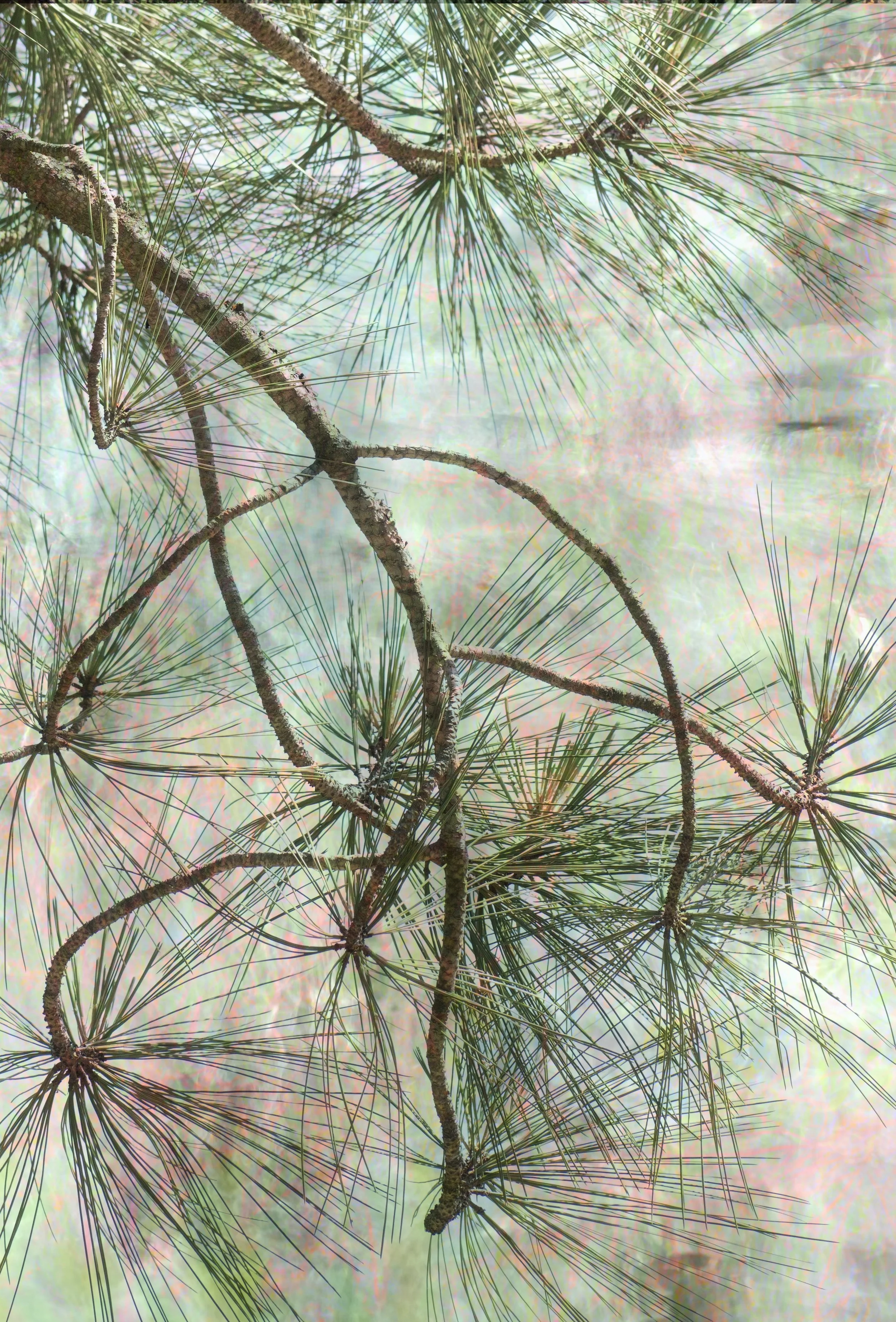 DSC_0518 1 1 - Copy.jpg