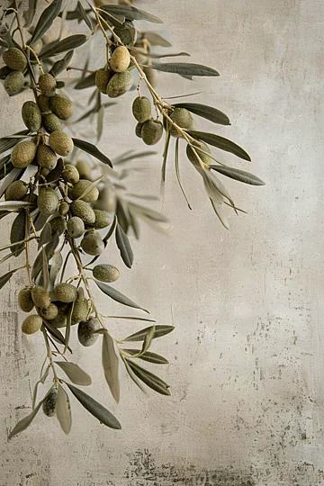Antik Zeytin Ağacı Fotoğraf Ve Ücretsiz İndirmek İçin Resim - Pngtree.webp