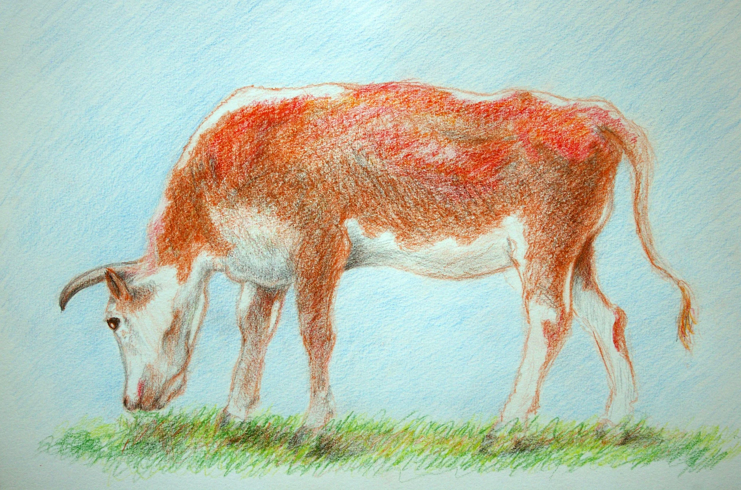 lovely_ox_by_ihabiano_d25forp.jpg