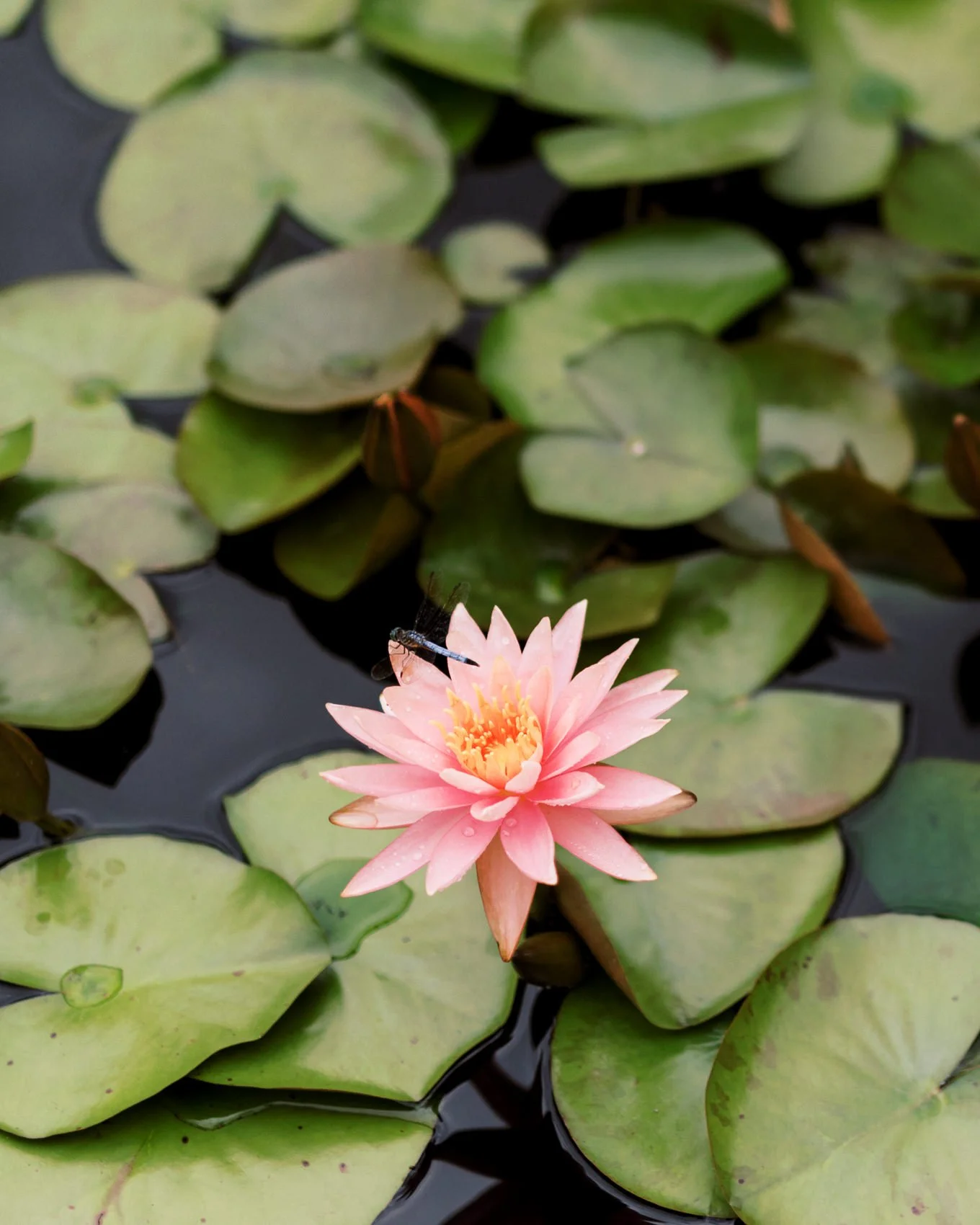 Foxfire Mountain House-6.JPG