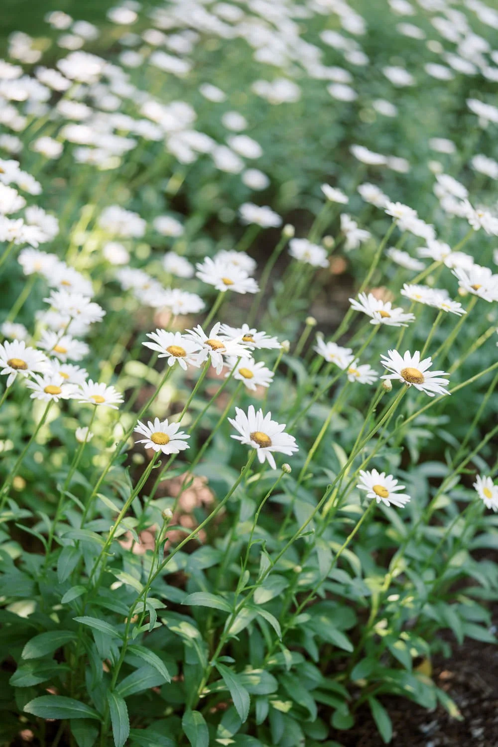 bedell cellars-10.JPG