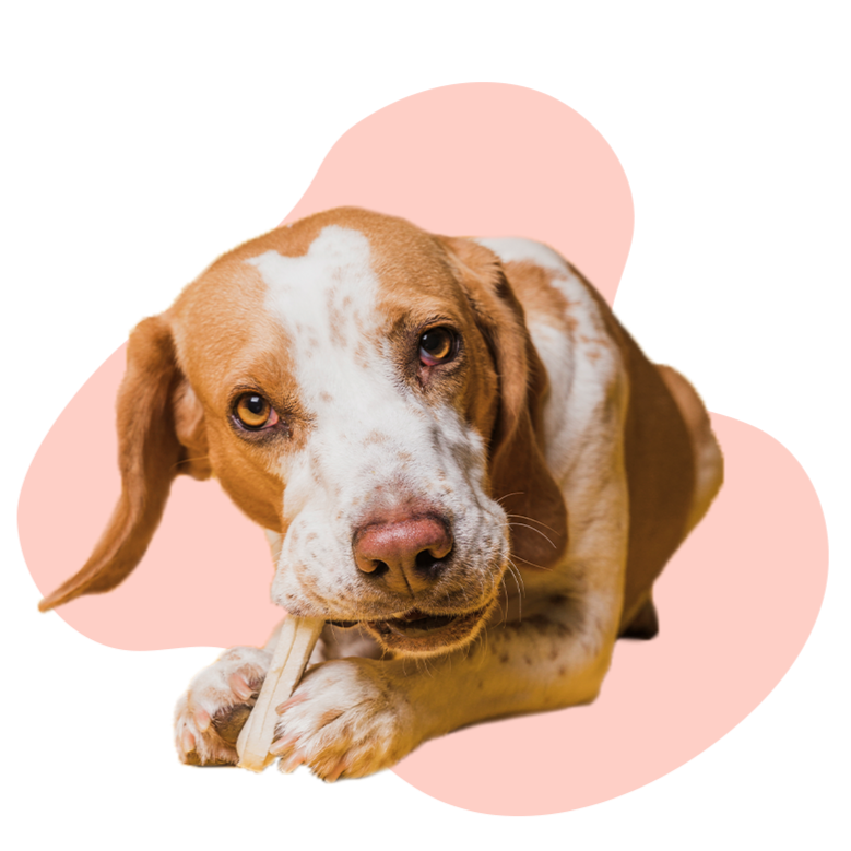 Hund der Knochen kaut