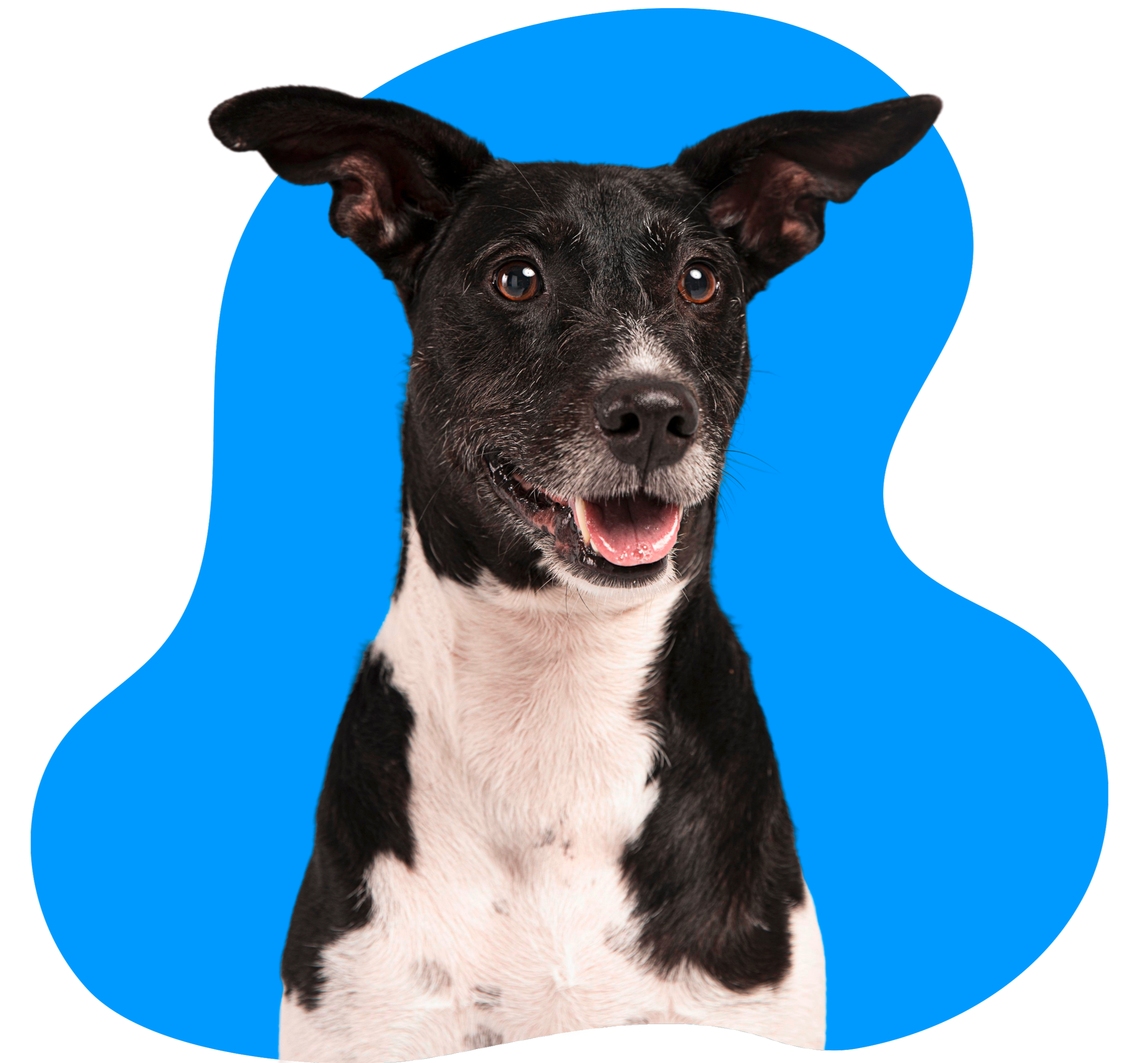 Ein Foto eines Hundes mit schwarzen und weißen Fell, vor einem blauen Hintergrund.