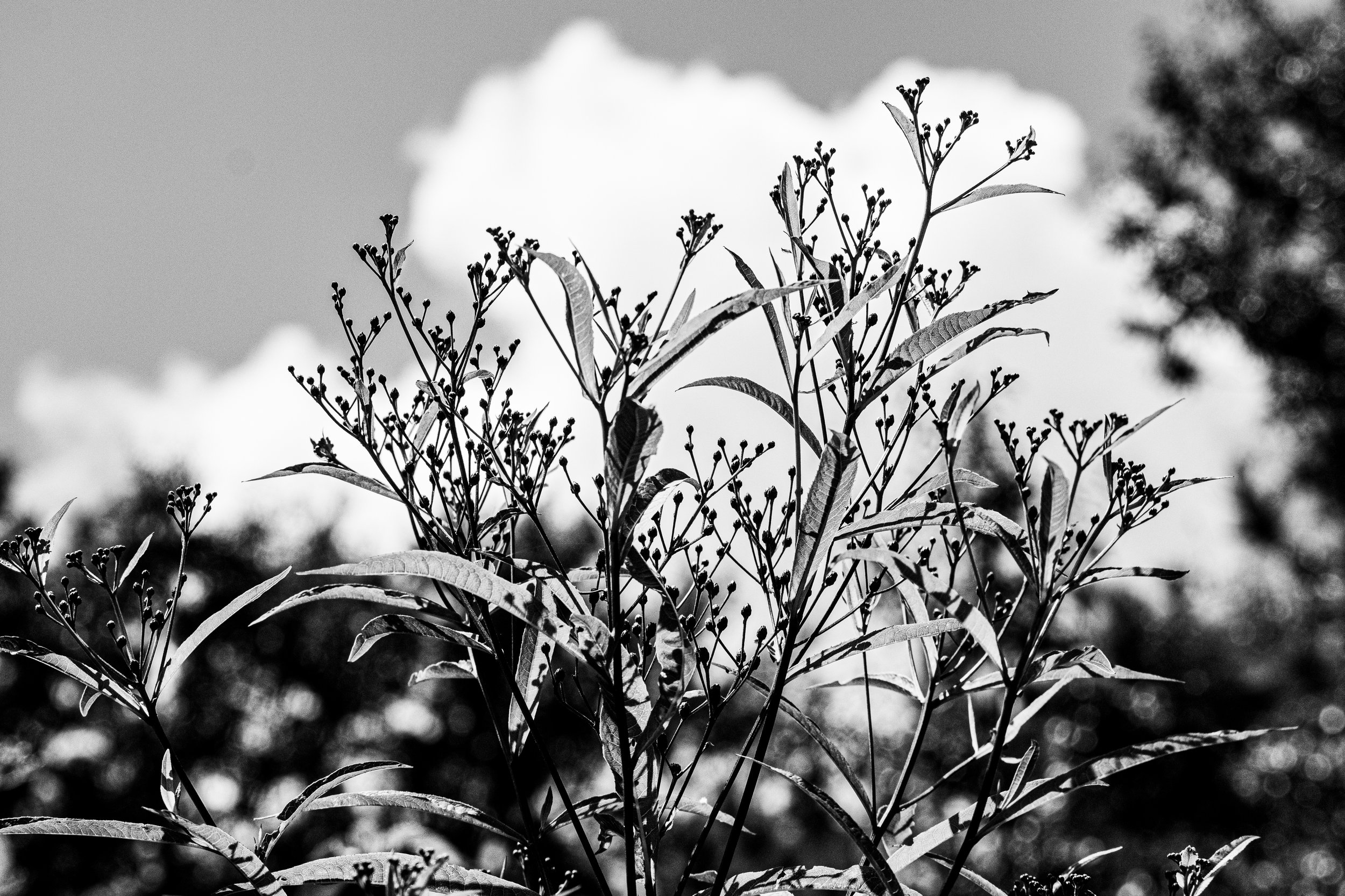 DSC_5237.jpg