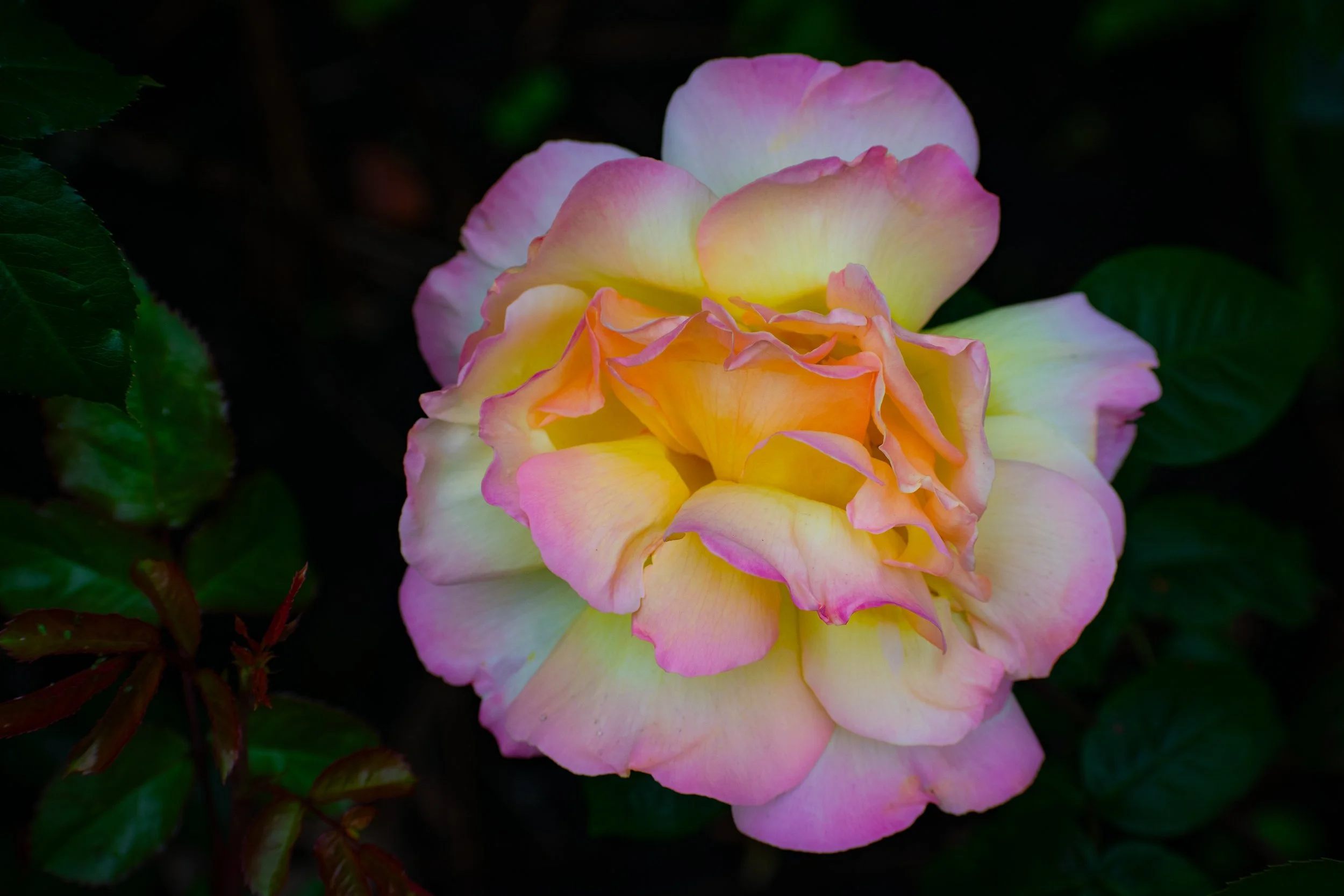 DSC_4098.jpg