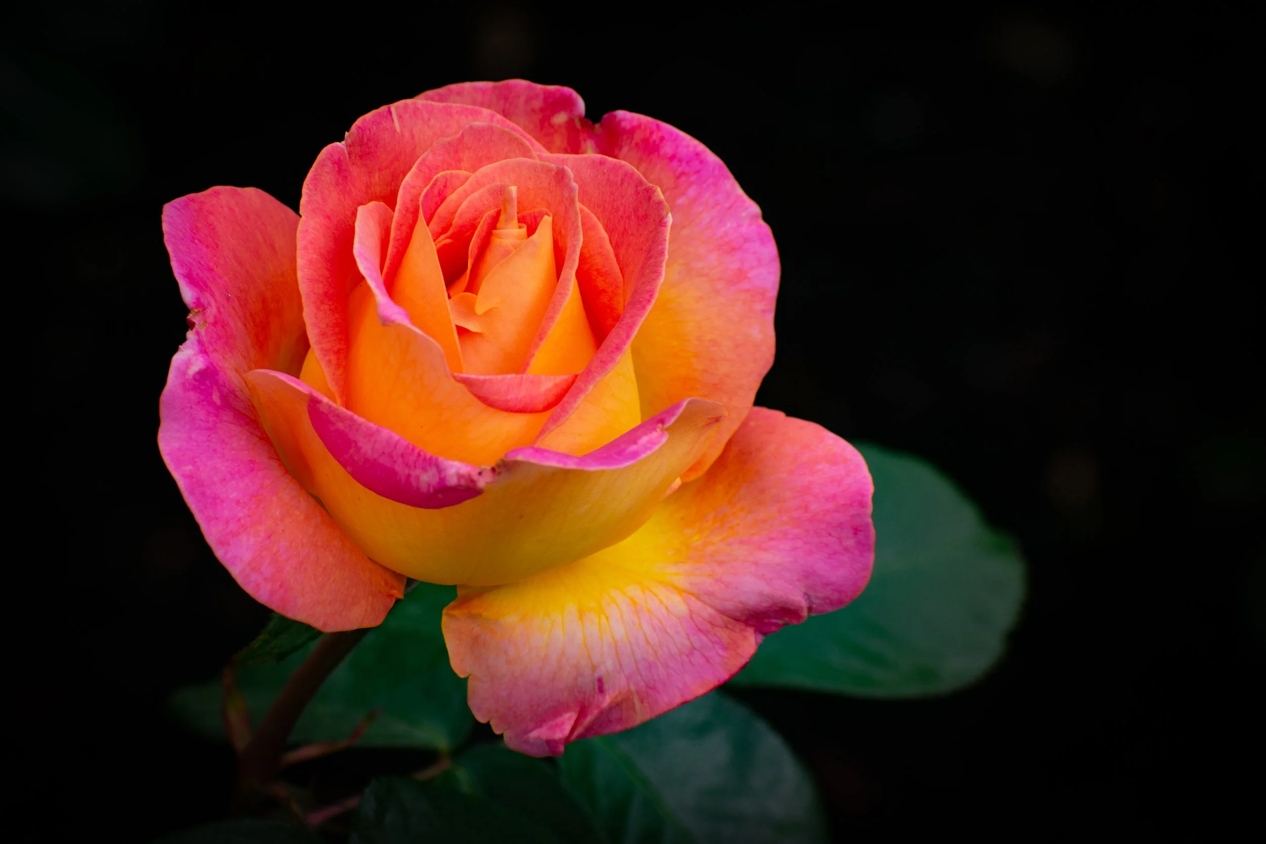 Art Blooms Exhibit