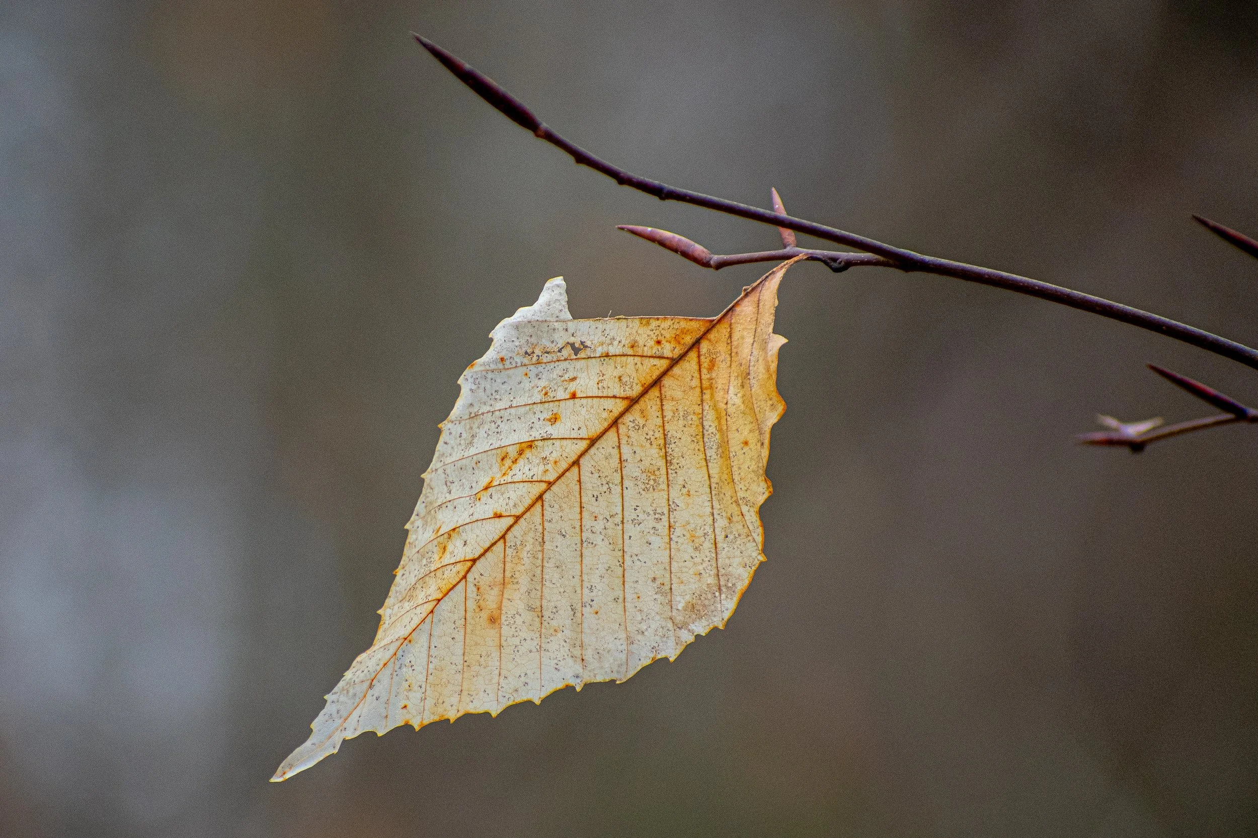 DSC_1005.jpg