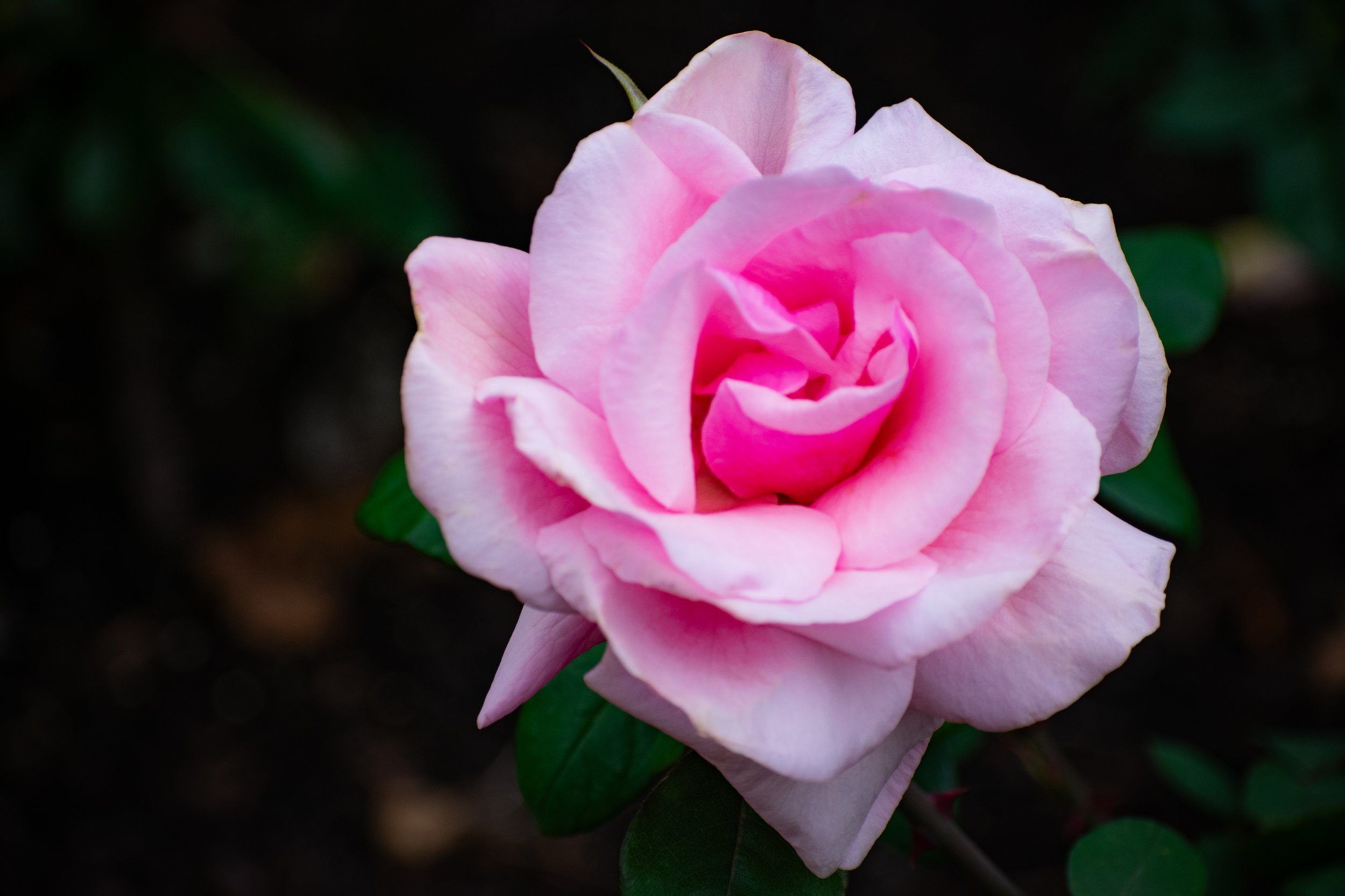 DSC_4128.jpg