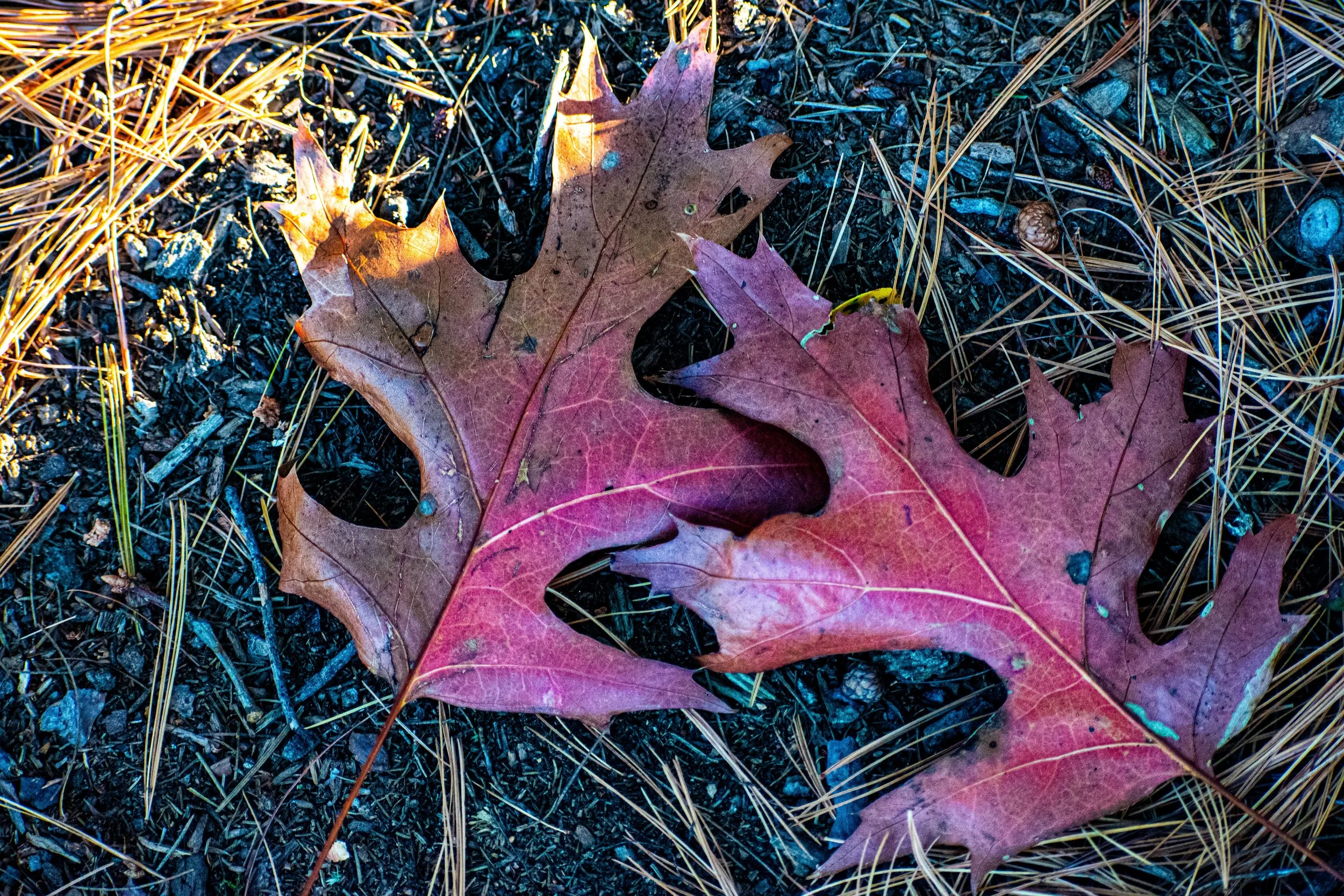 DSC_6701.jpg