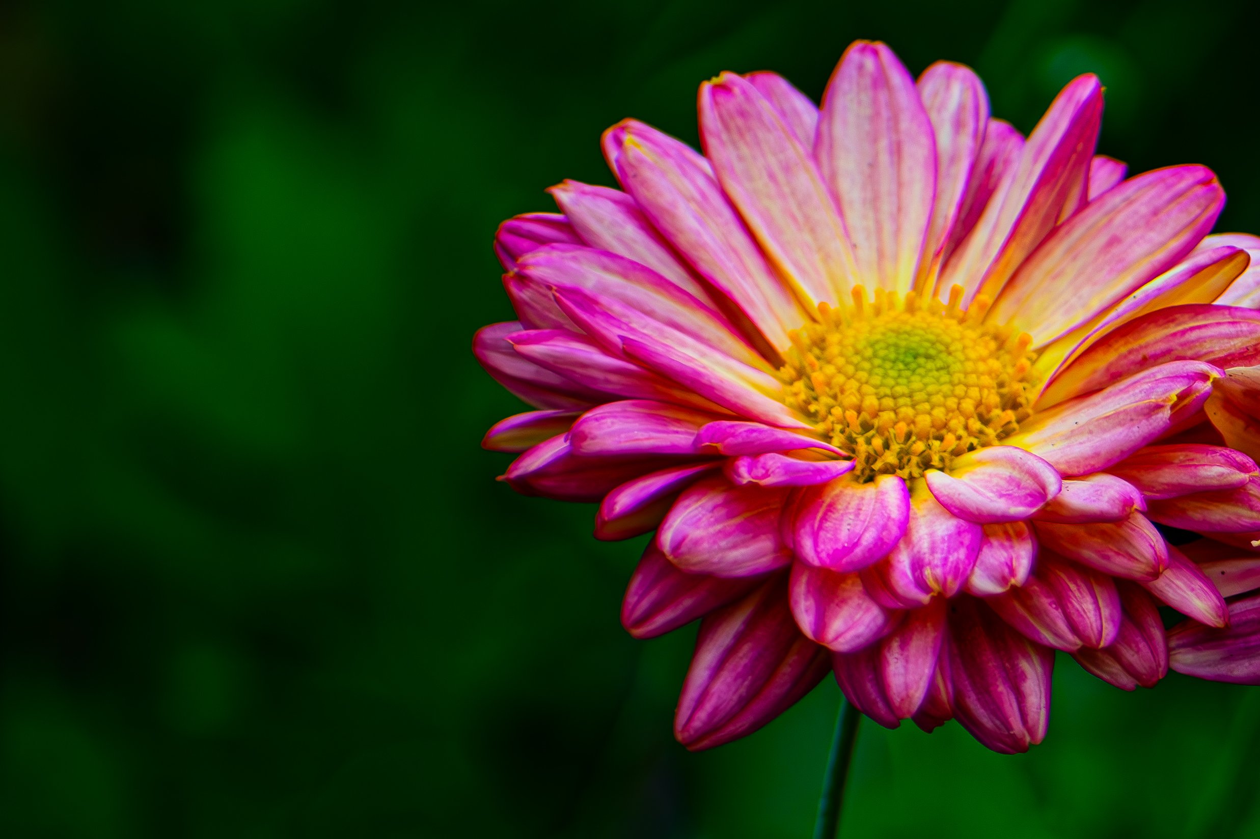 DSC_7348-Enhanced-NR.jpg