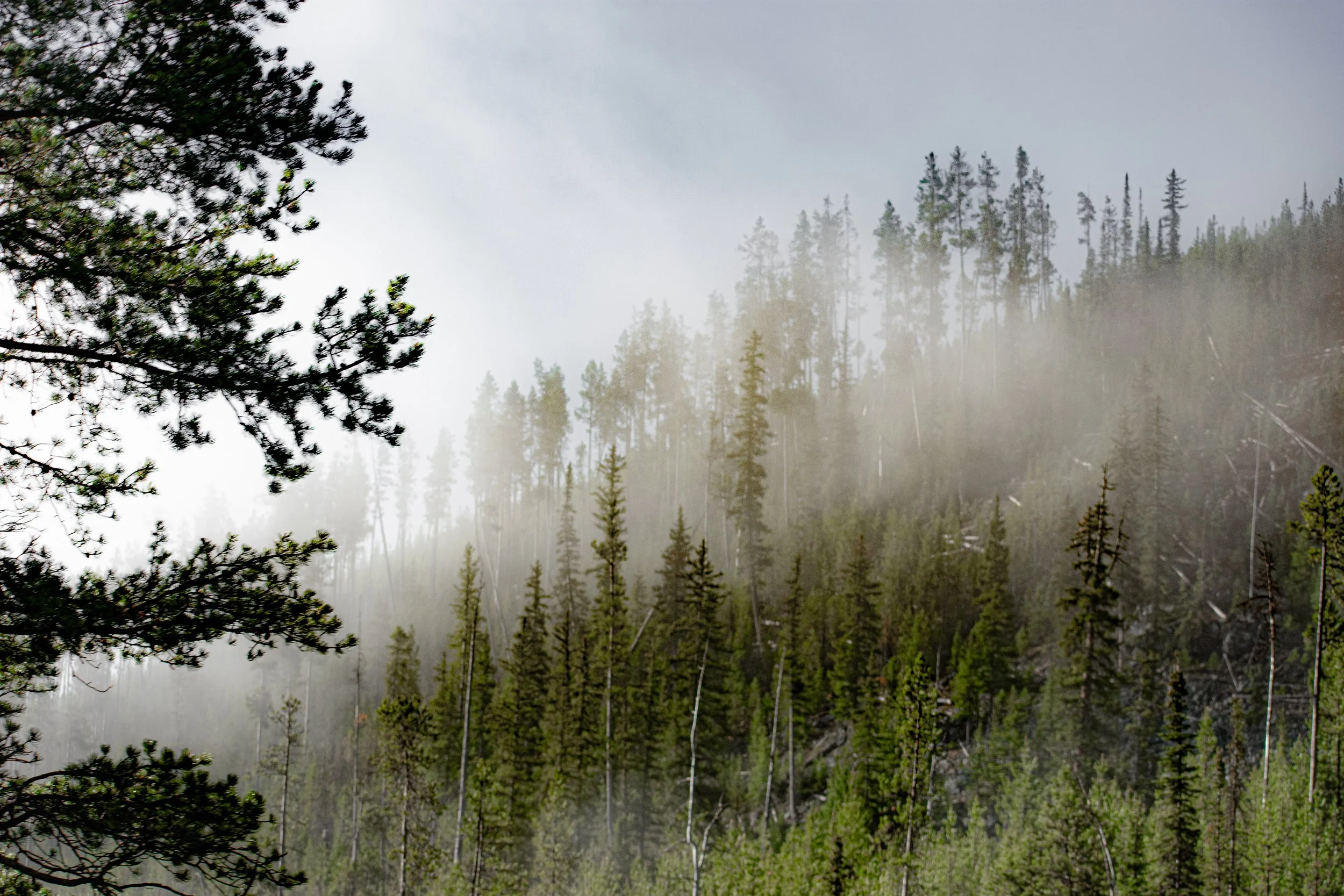 In To The Mist.jpg