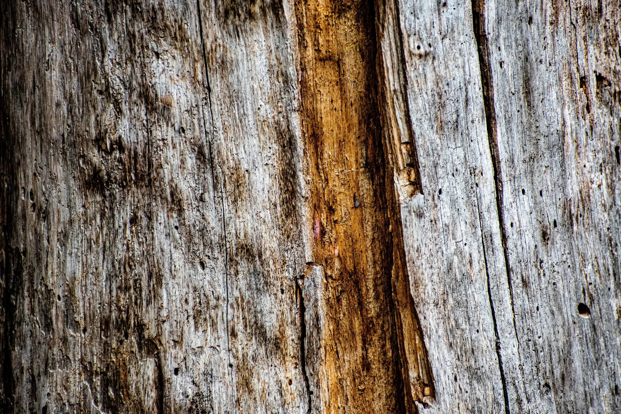 DSC_0827.jpg
