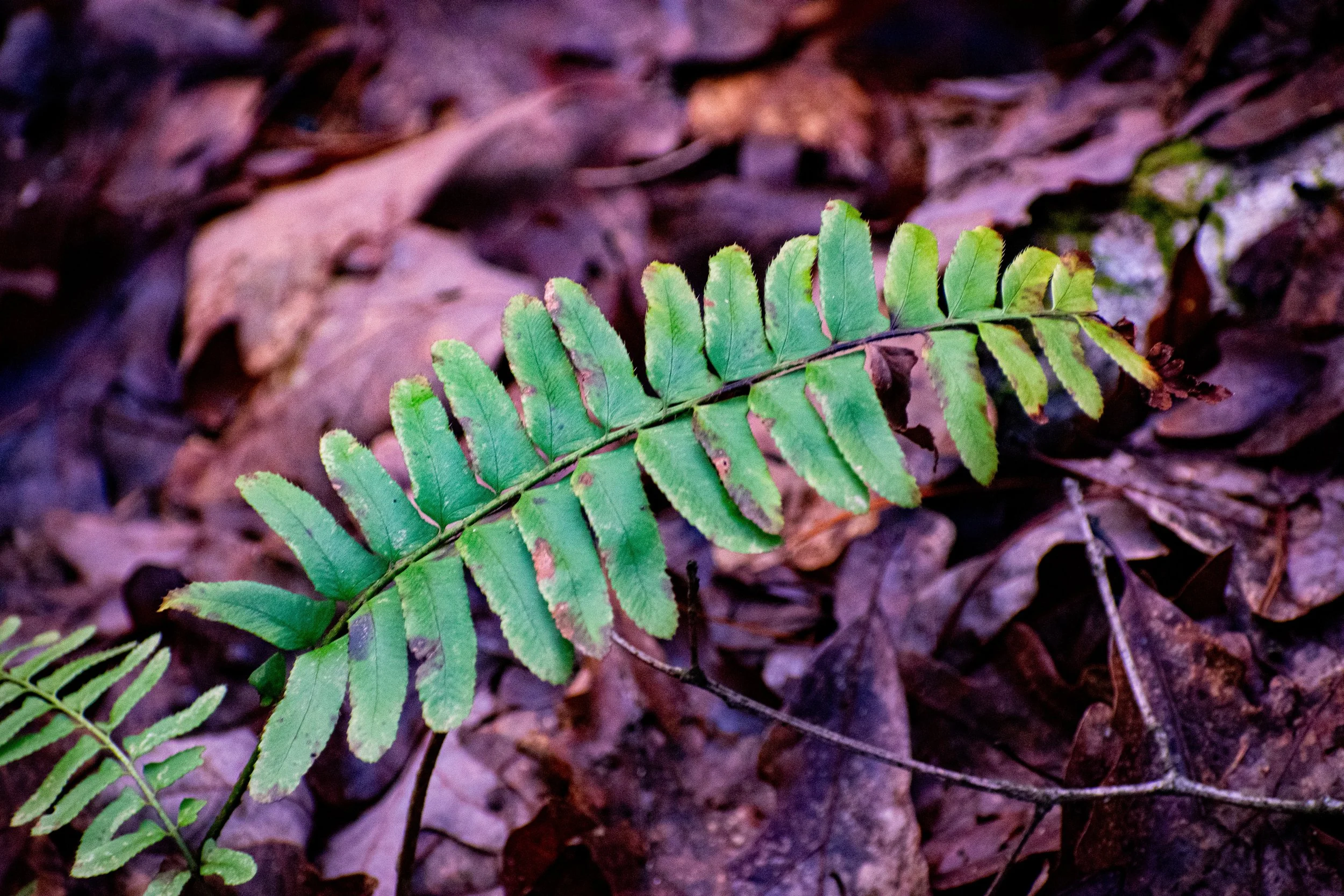 DSC_9184.jpg