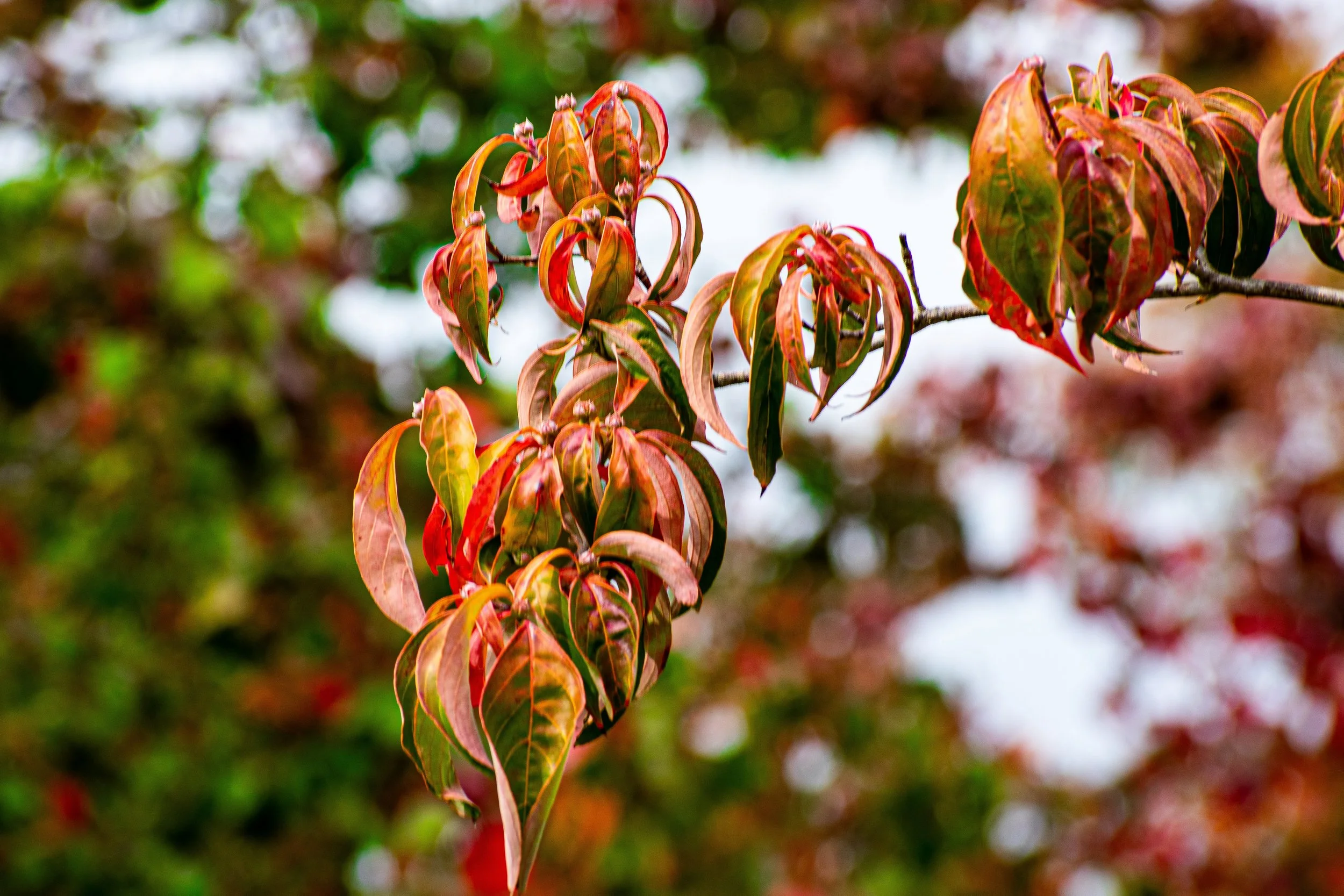 DSC_7315.jpg