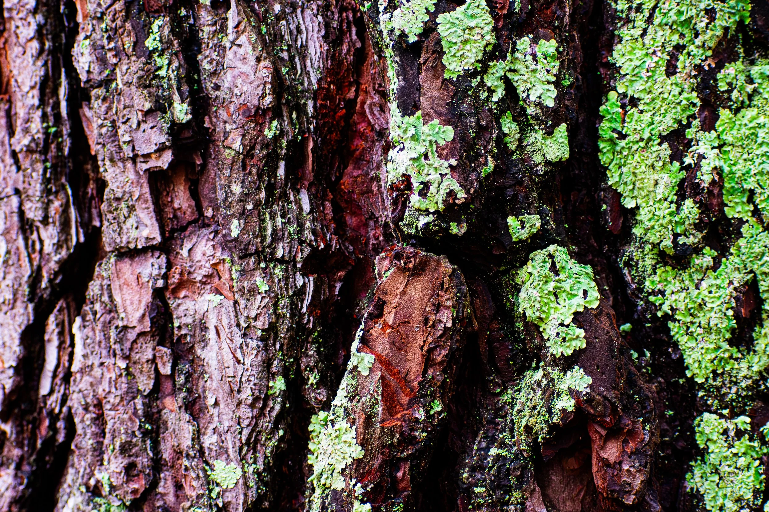 DSC_0869-Enhanced-NR.jpg