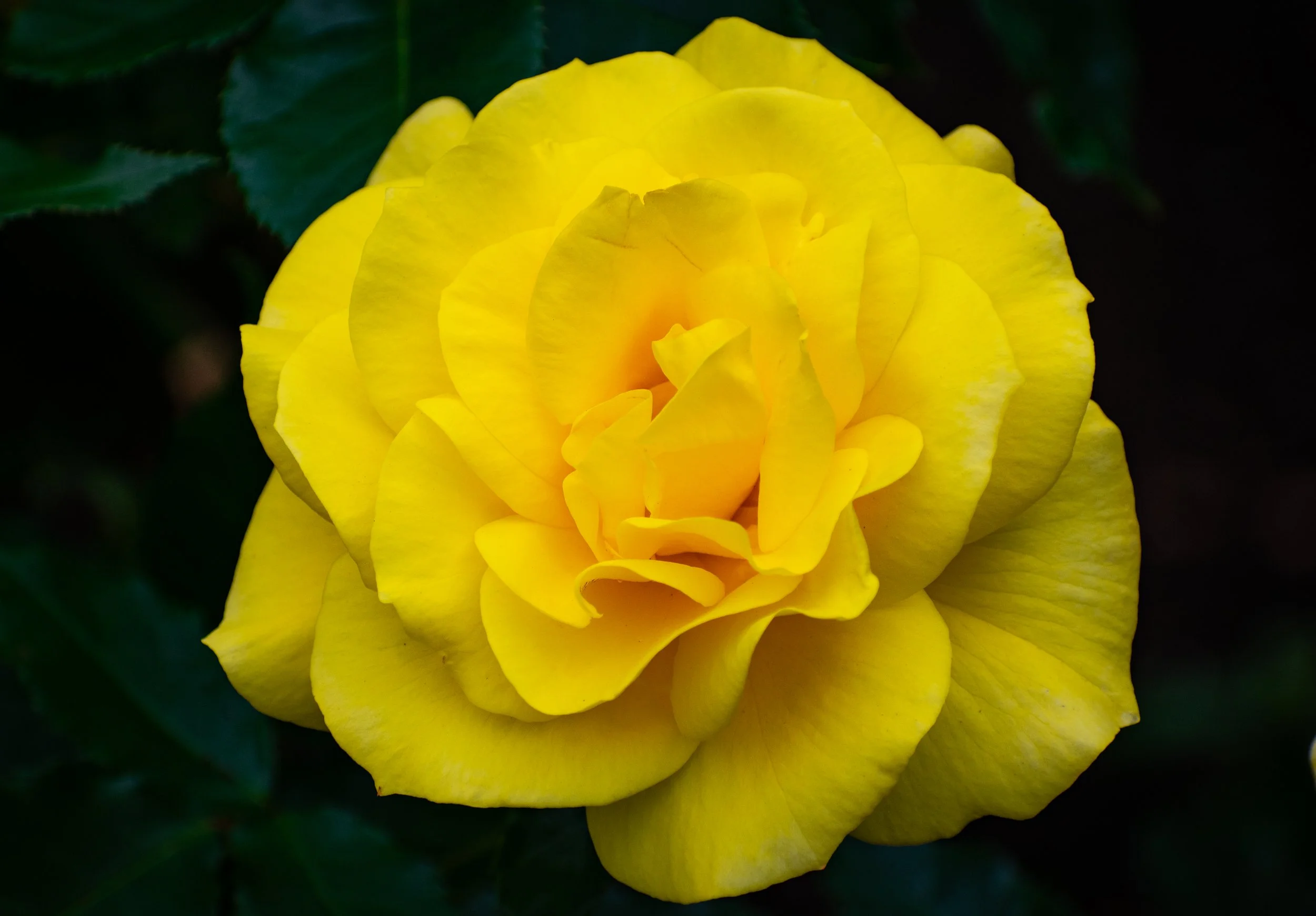 DSC_4120.jpg