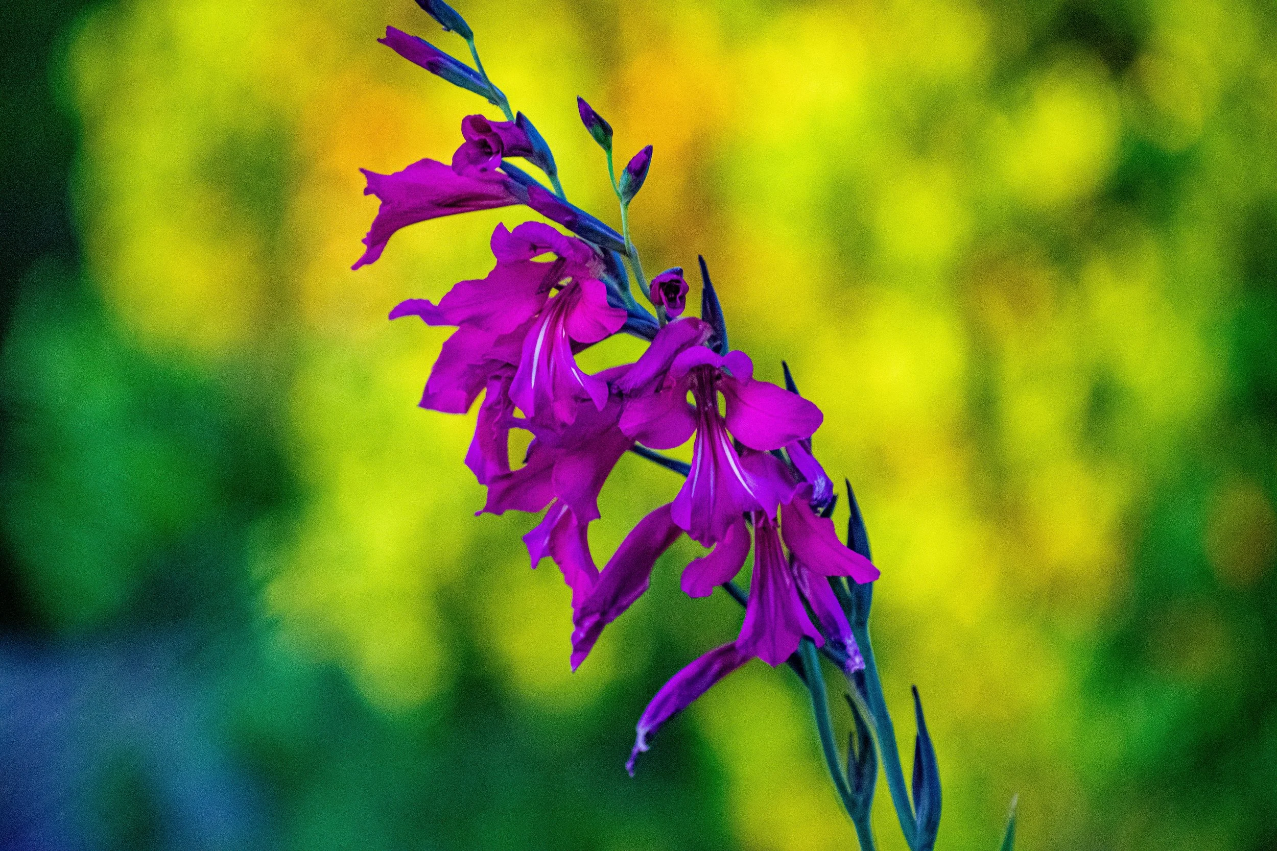 DSC_3534.jpg